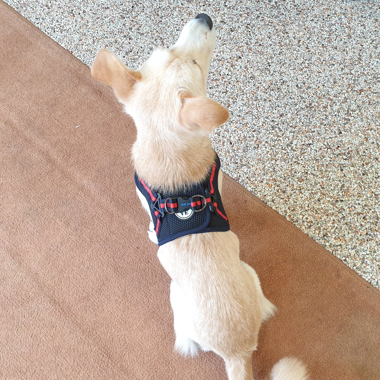 NINE TIMO JACKET HARNESS