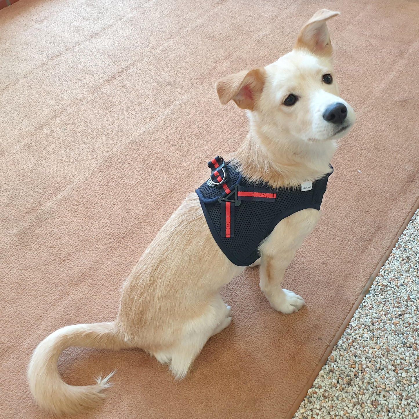 NINE TIMO JACKET HARNESS