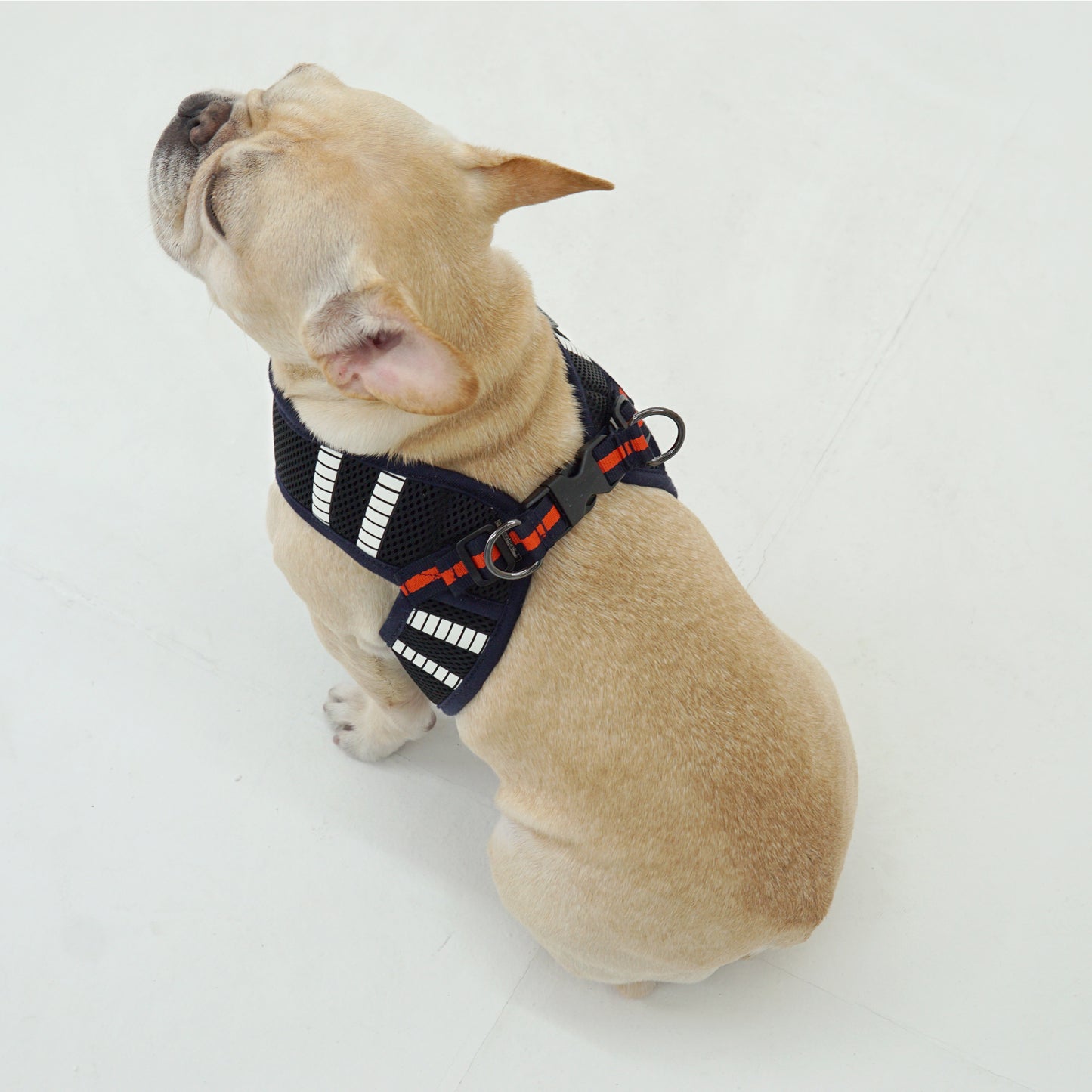 SAFE GLOW HARNESS
