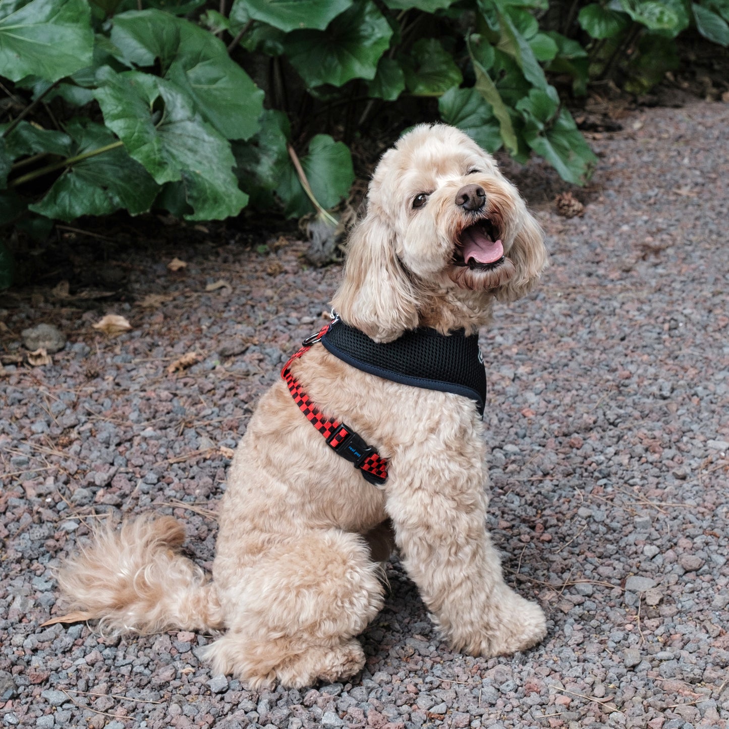 UNIQUE BOA HARNESS