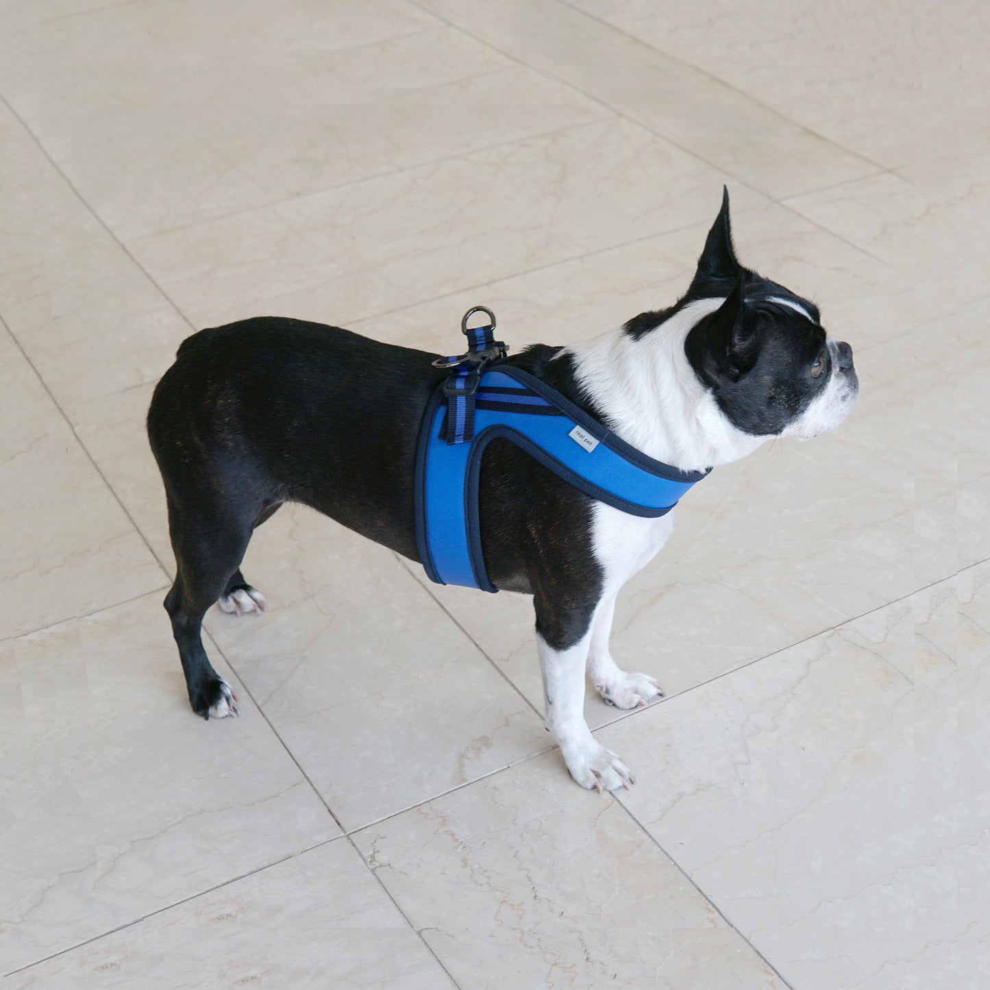BOLD LEATHER HARNESS