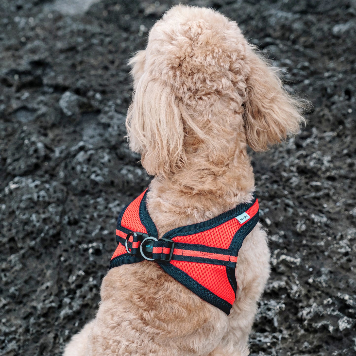 FOUR-SEASON SLIM VEST HARNESS(3L, 4L, 5L, 6L)