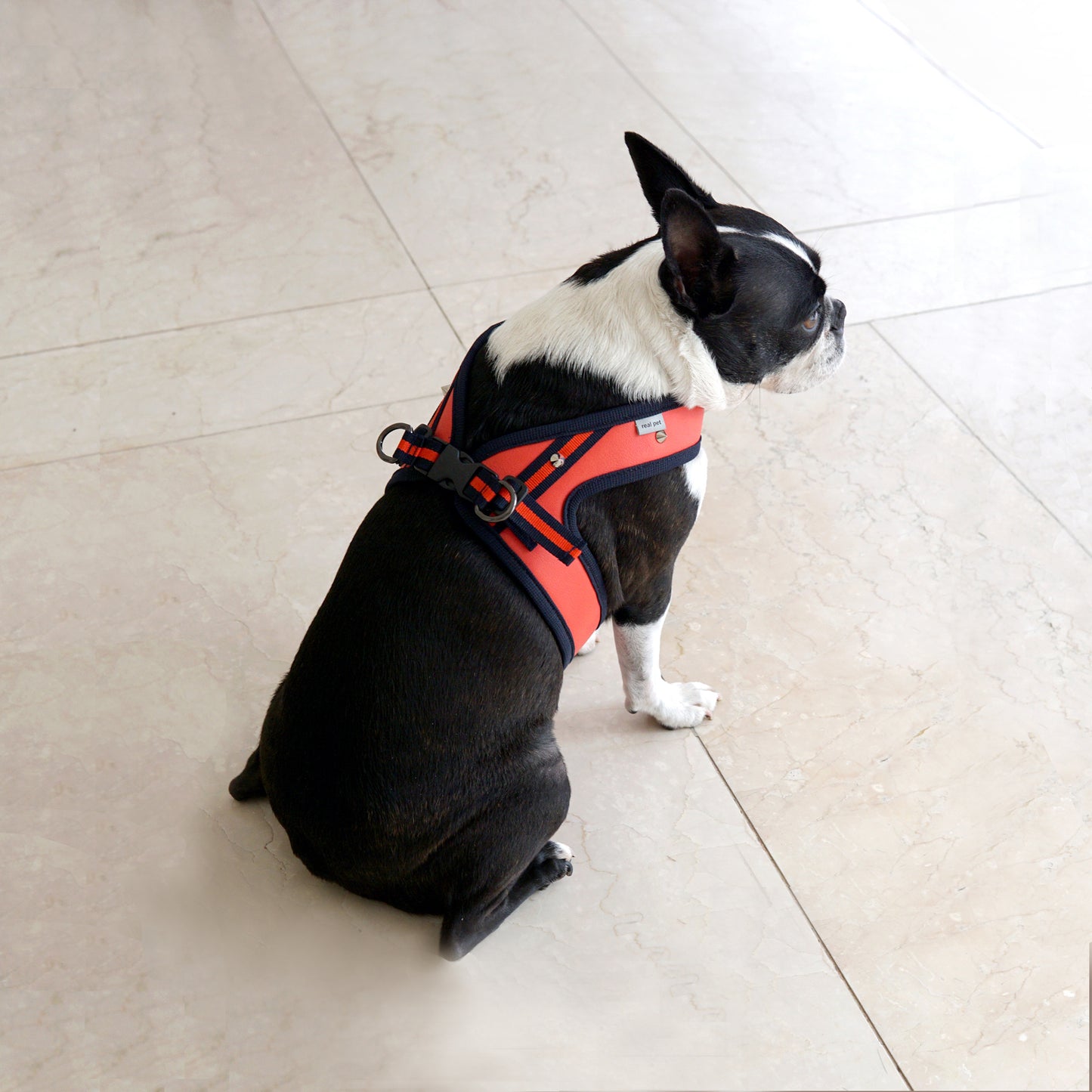 STUD HARNESS