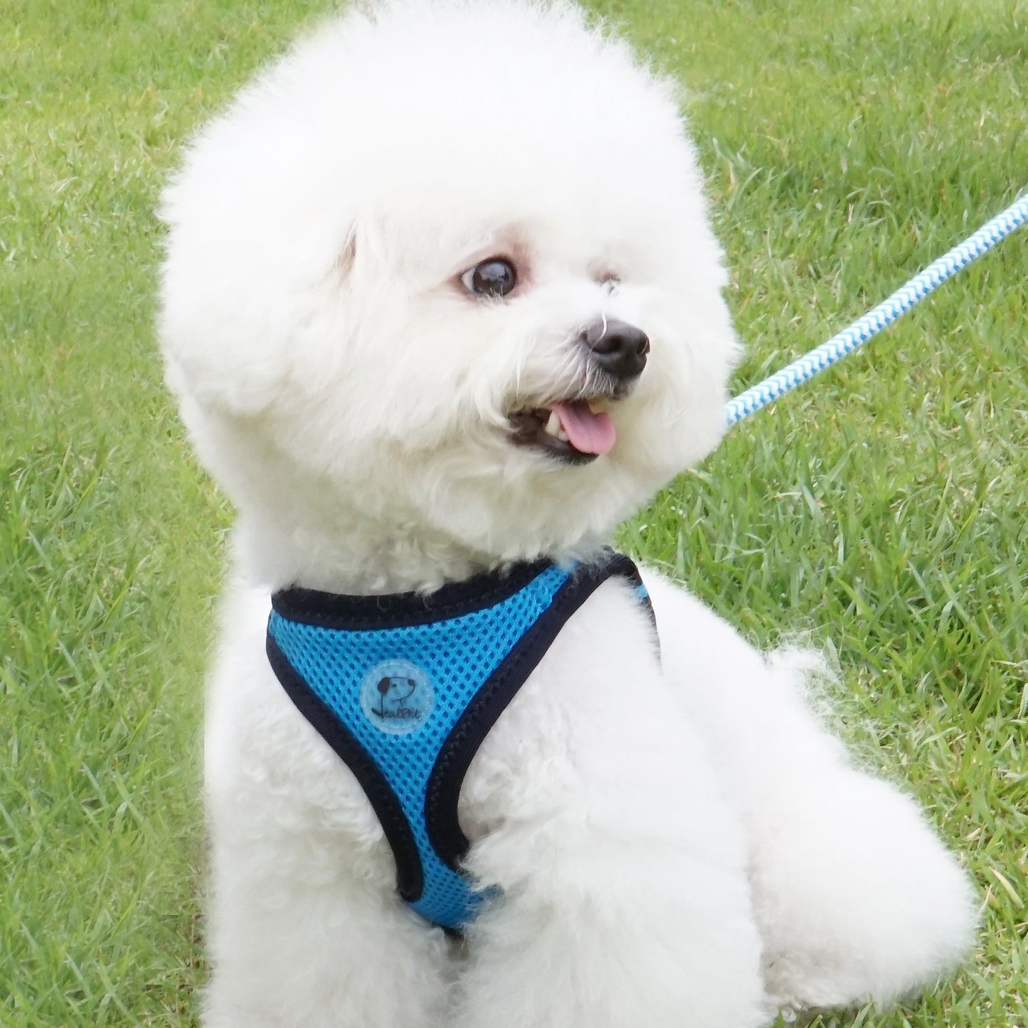 FOUR-SEASON SLIM VEST HARNESS