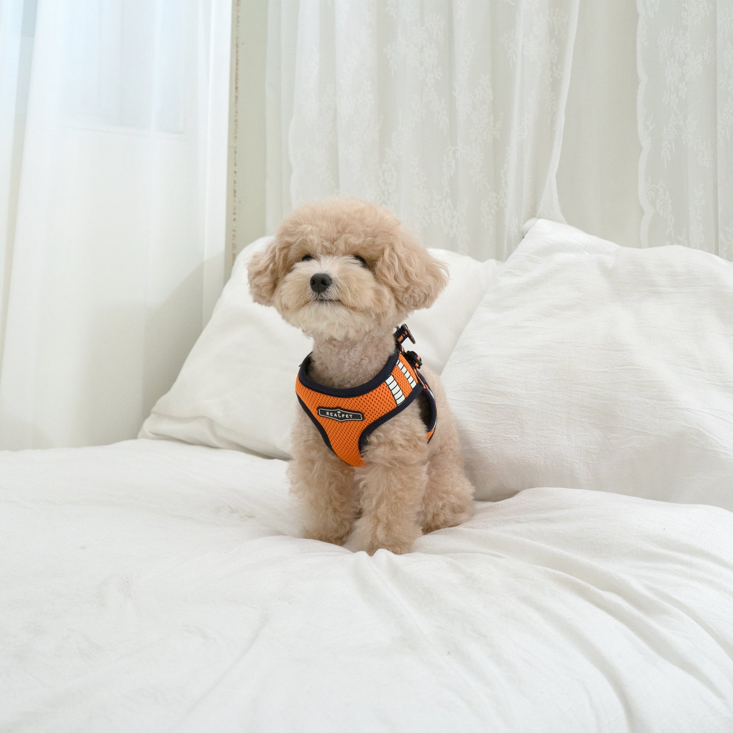 SAFE GLOW HARNESS