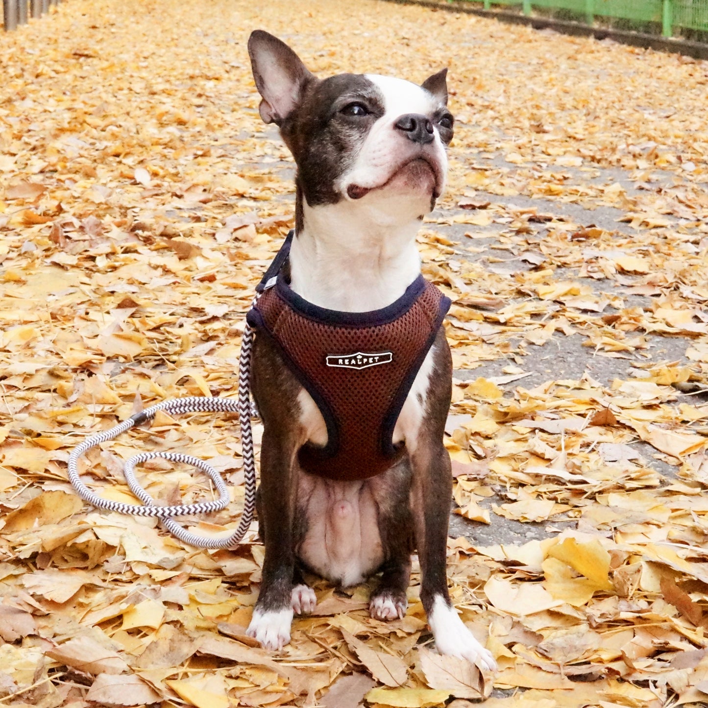 FREE SAFE HARNESS