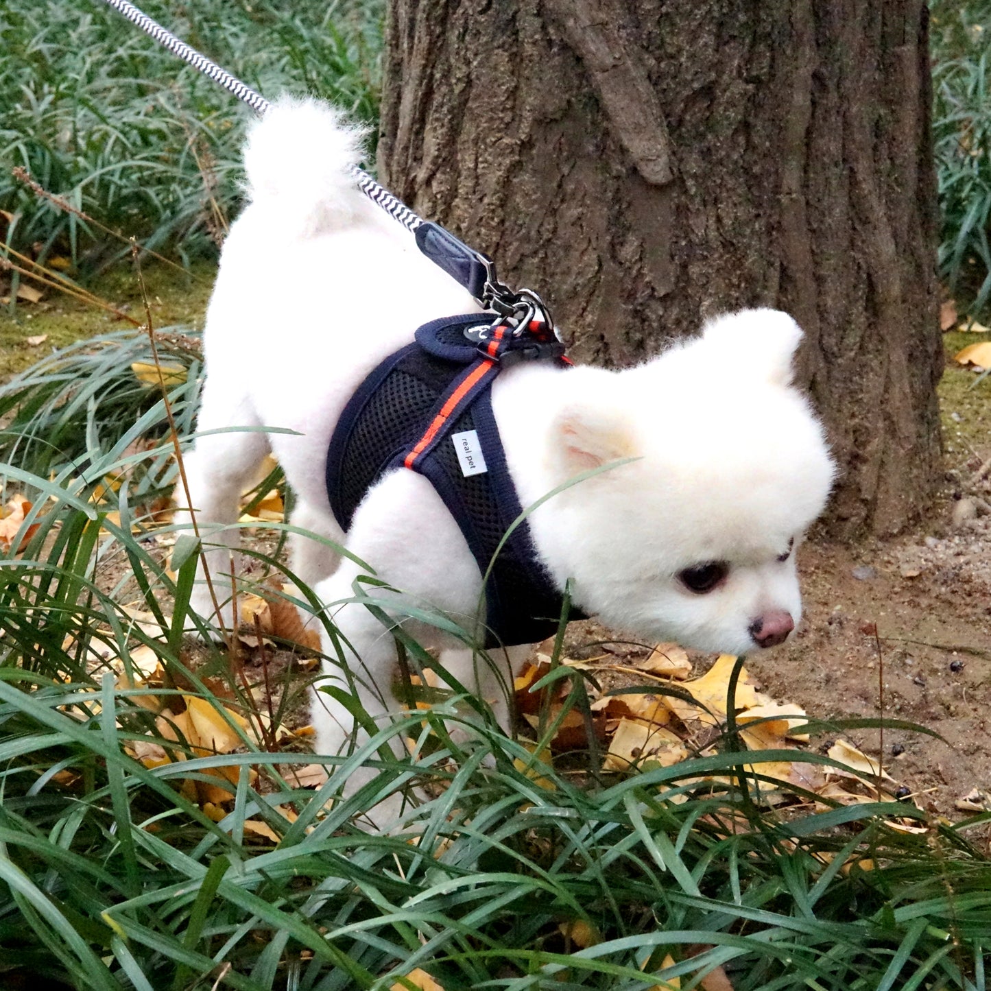 FREE SAFE HARNESS