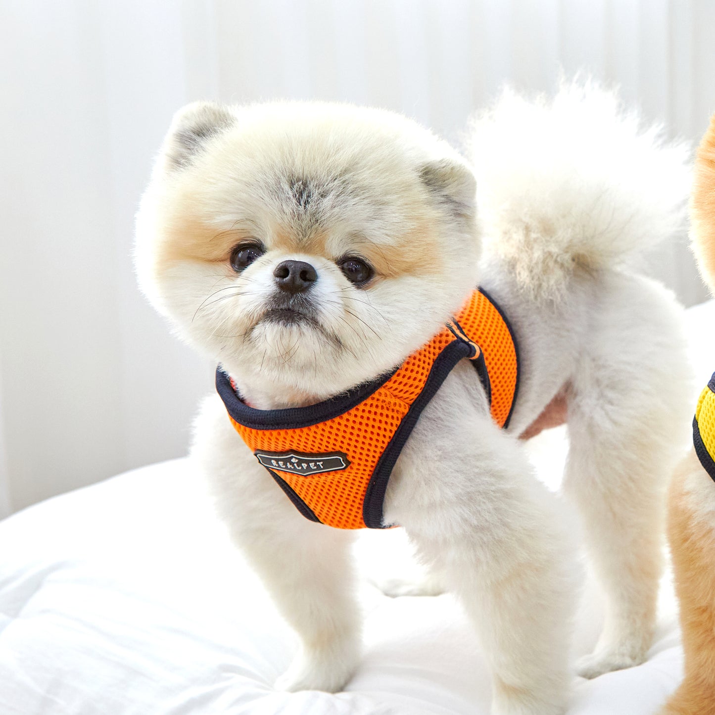 FREE SAFE HARNESS