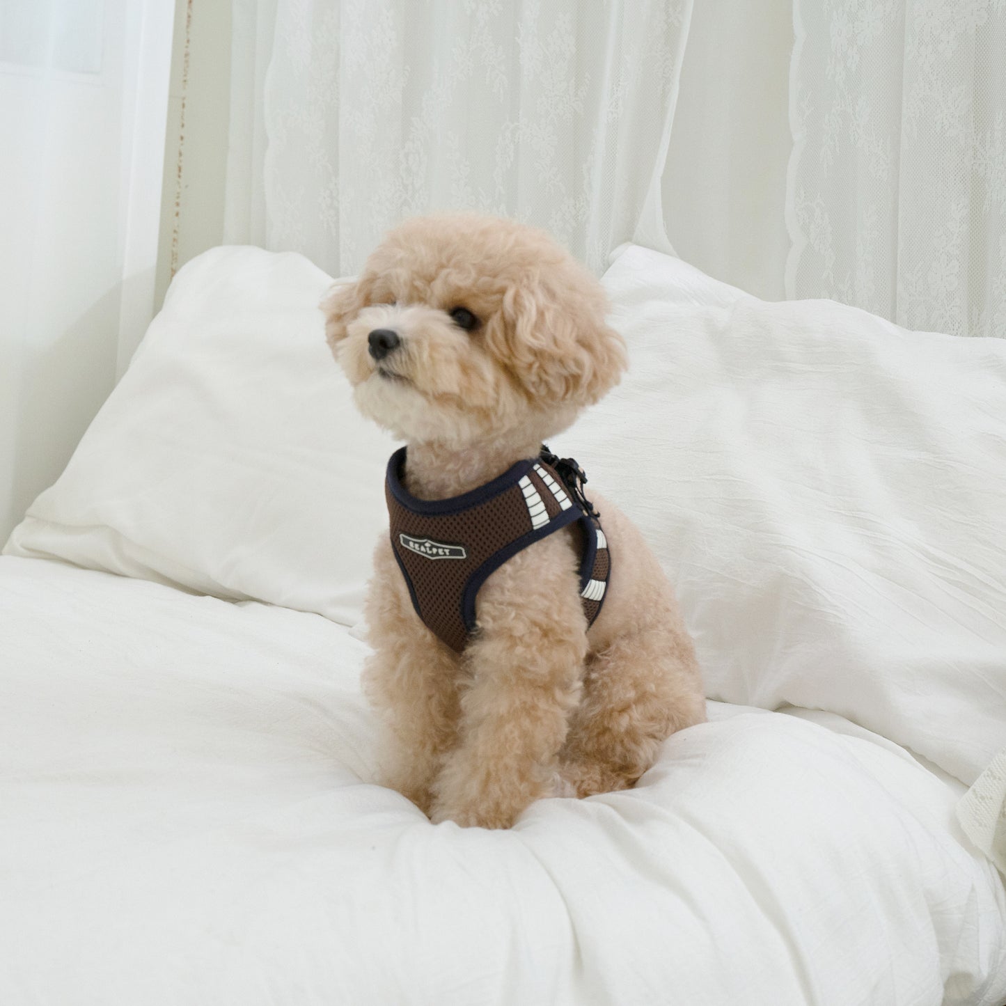 SAFE GLOW HARNESS
