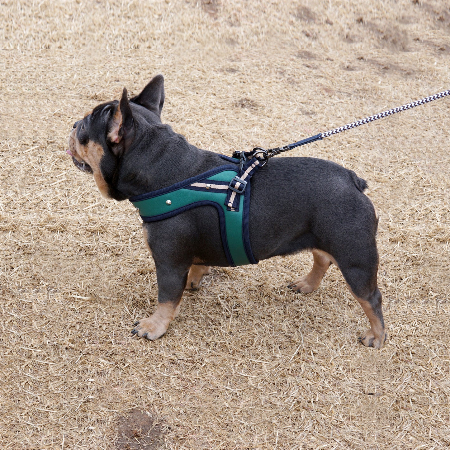 STUD HARNESS