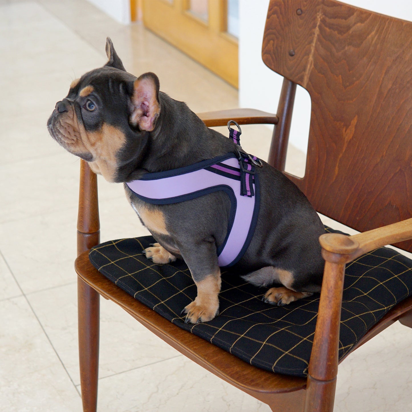 BOLD LEATHER HARNESS