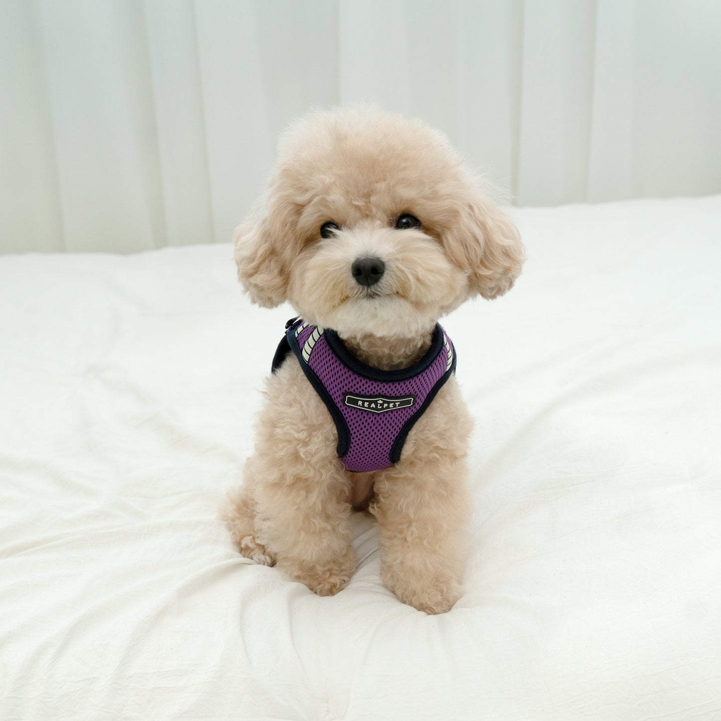 SAFE GLOW HARNESS