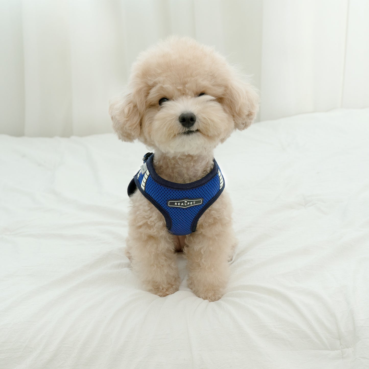 SAFE GLOW HARNESS