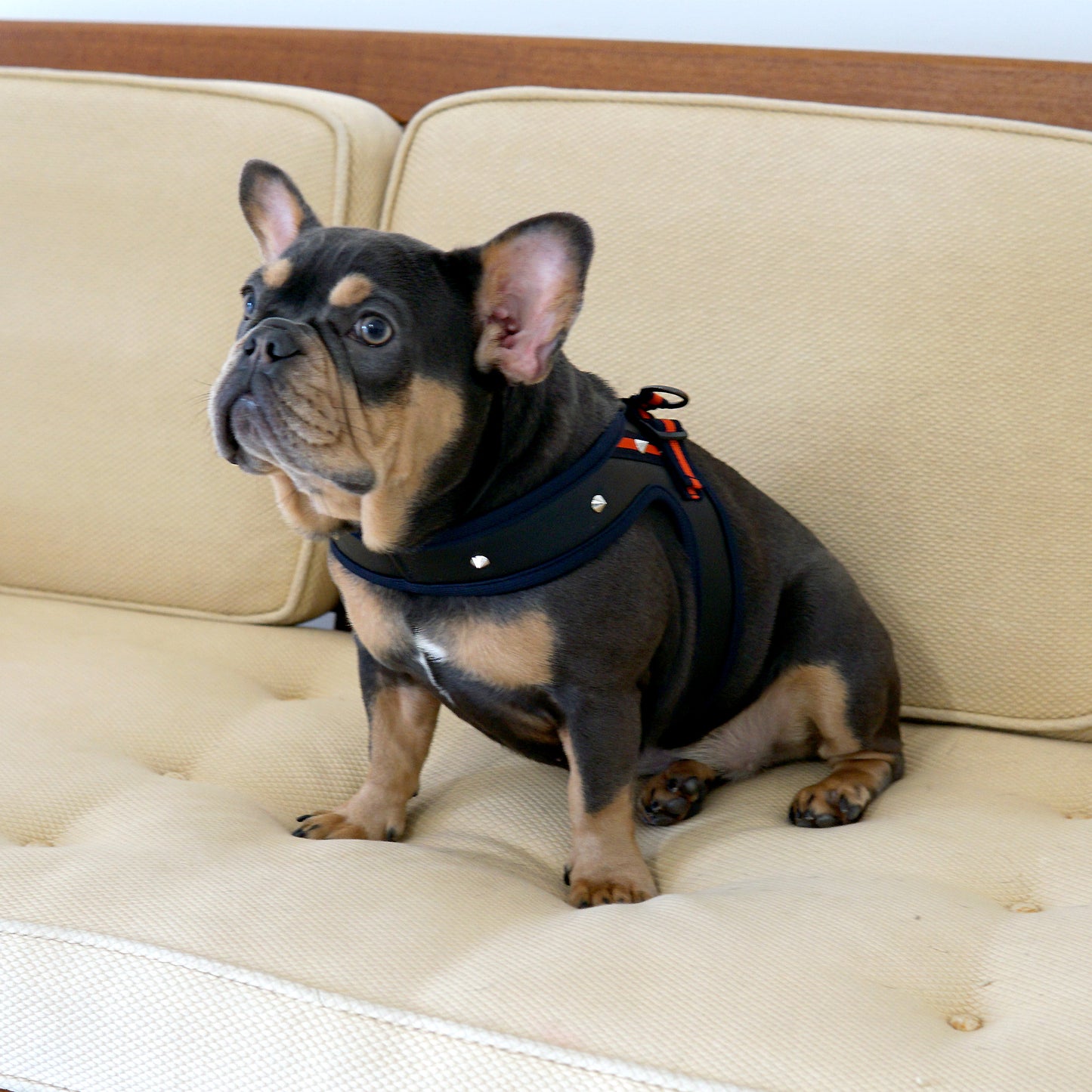 STUD HARNESS