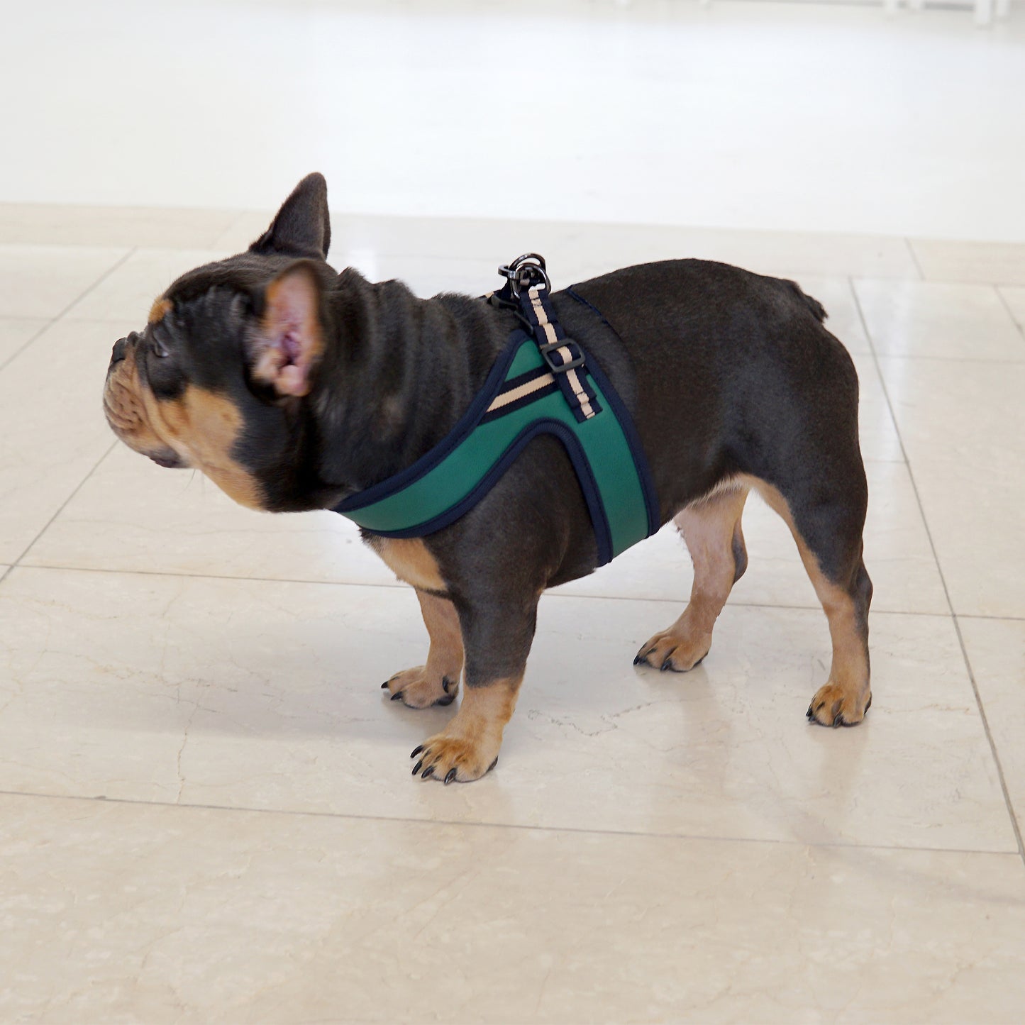 BOLD LEATHER HARNESS