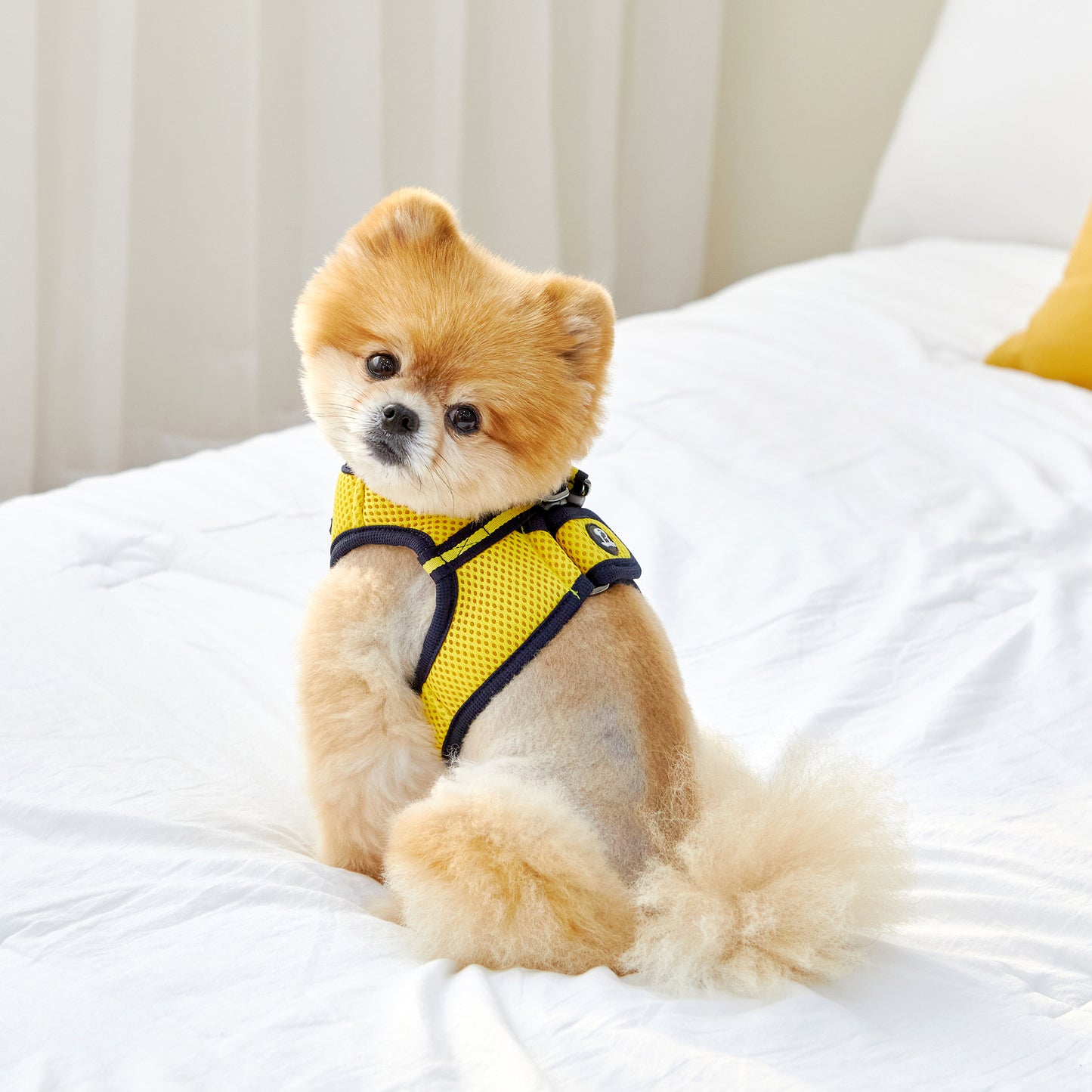 FREE SAFE HARNESS
