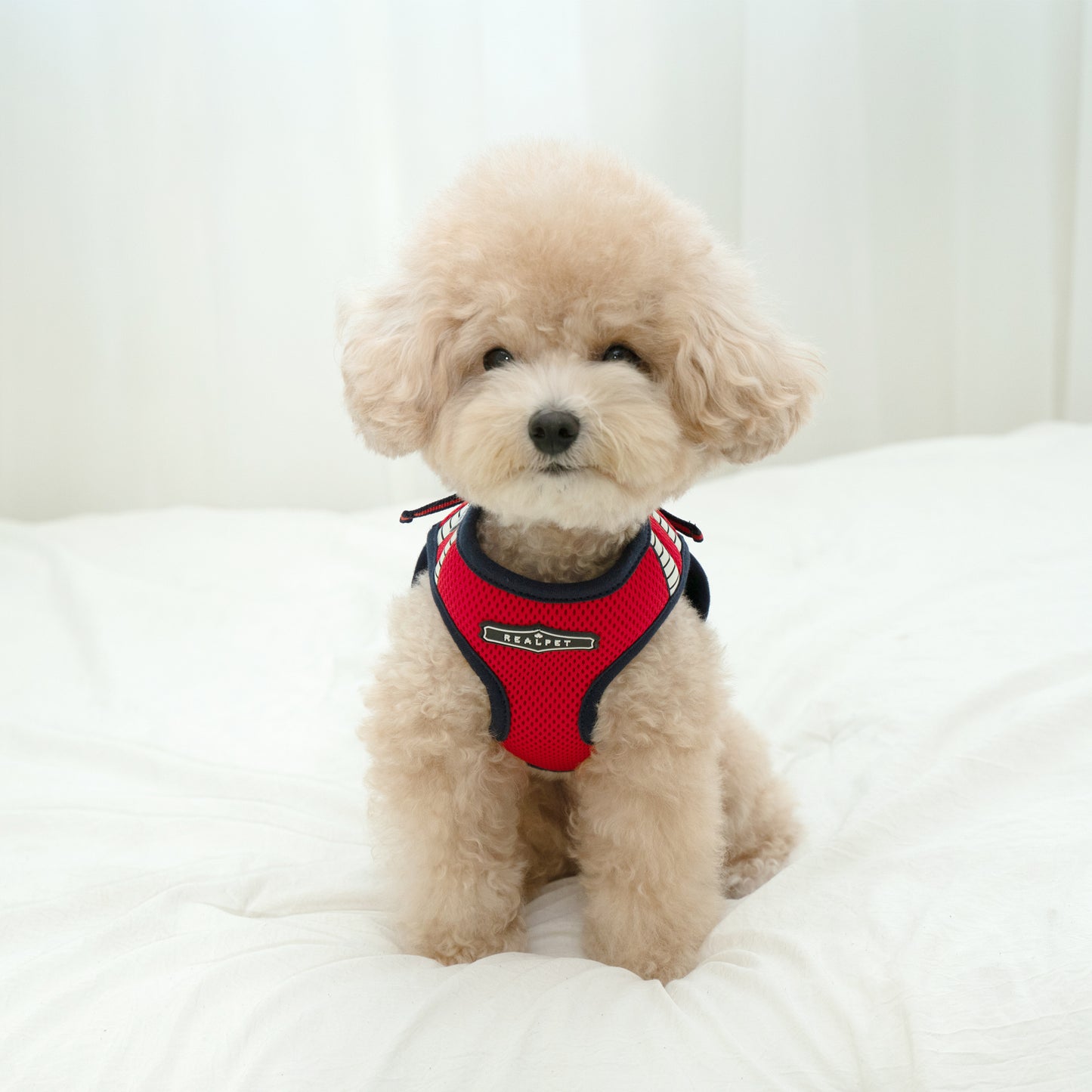 SAFE GLOW HARNESS