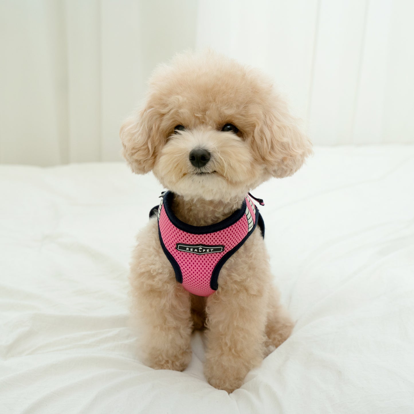 SAFE GLOW HARNESS