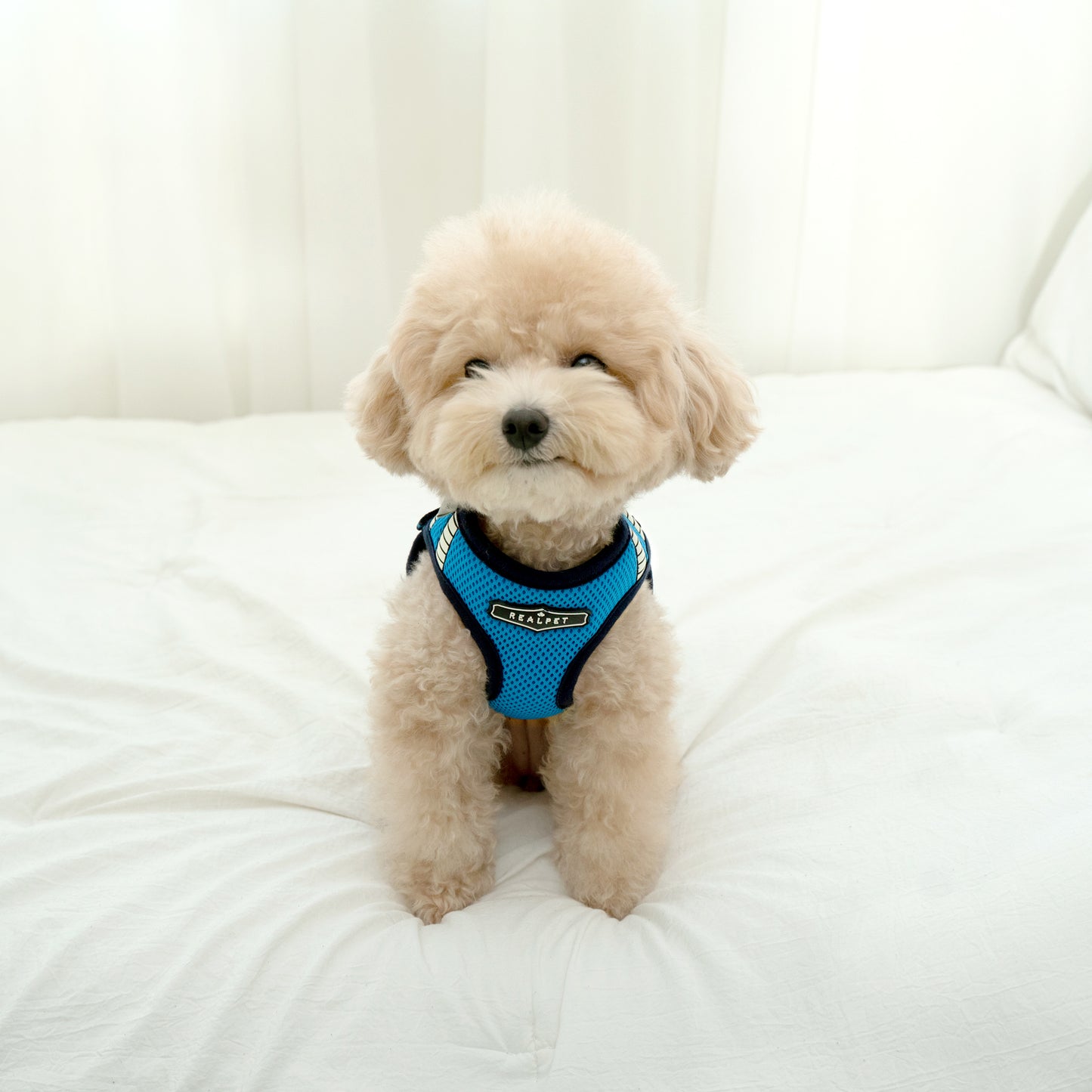SAFE GLOW HARNESS