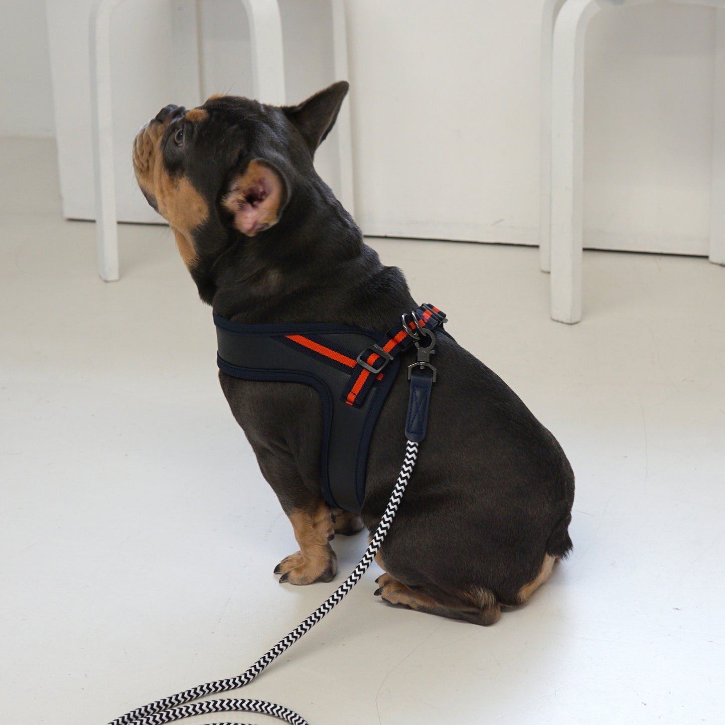 BOLD LEATHER HARNESS