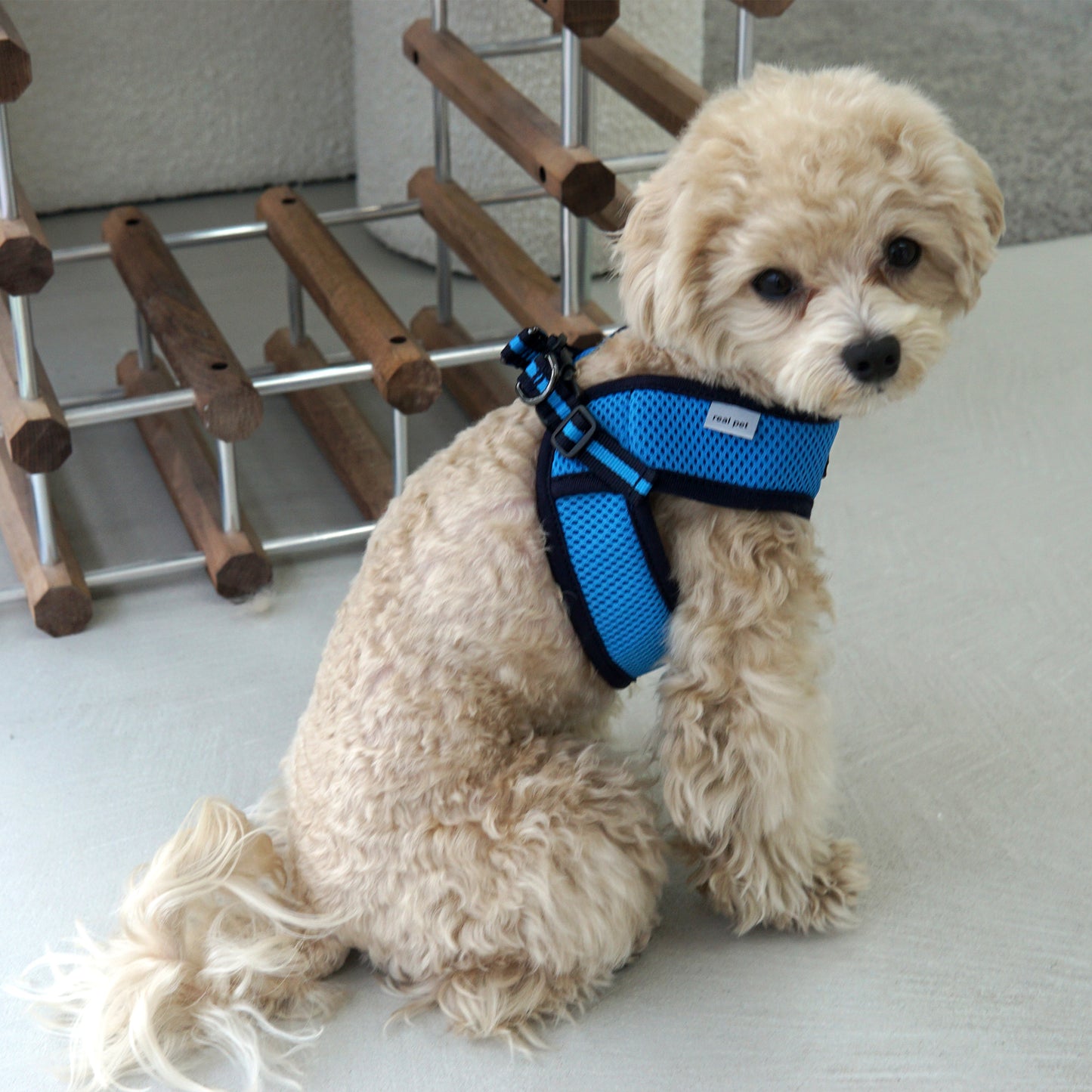 EAZY CONTROL HARNESS