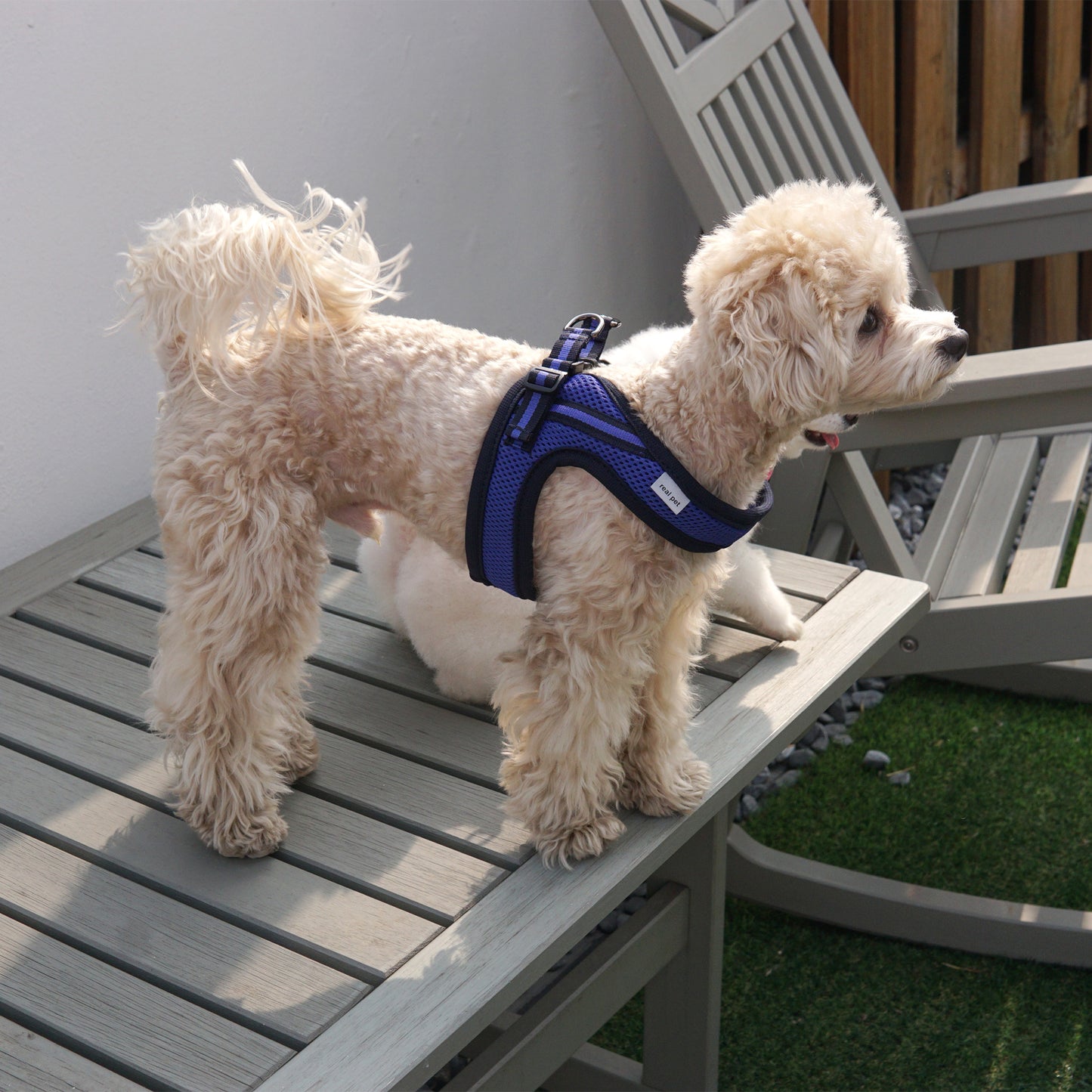 SIMPLY CONTROL HARNESS