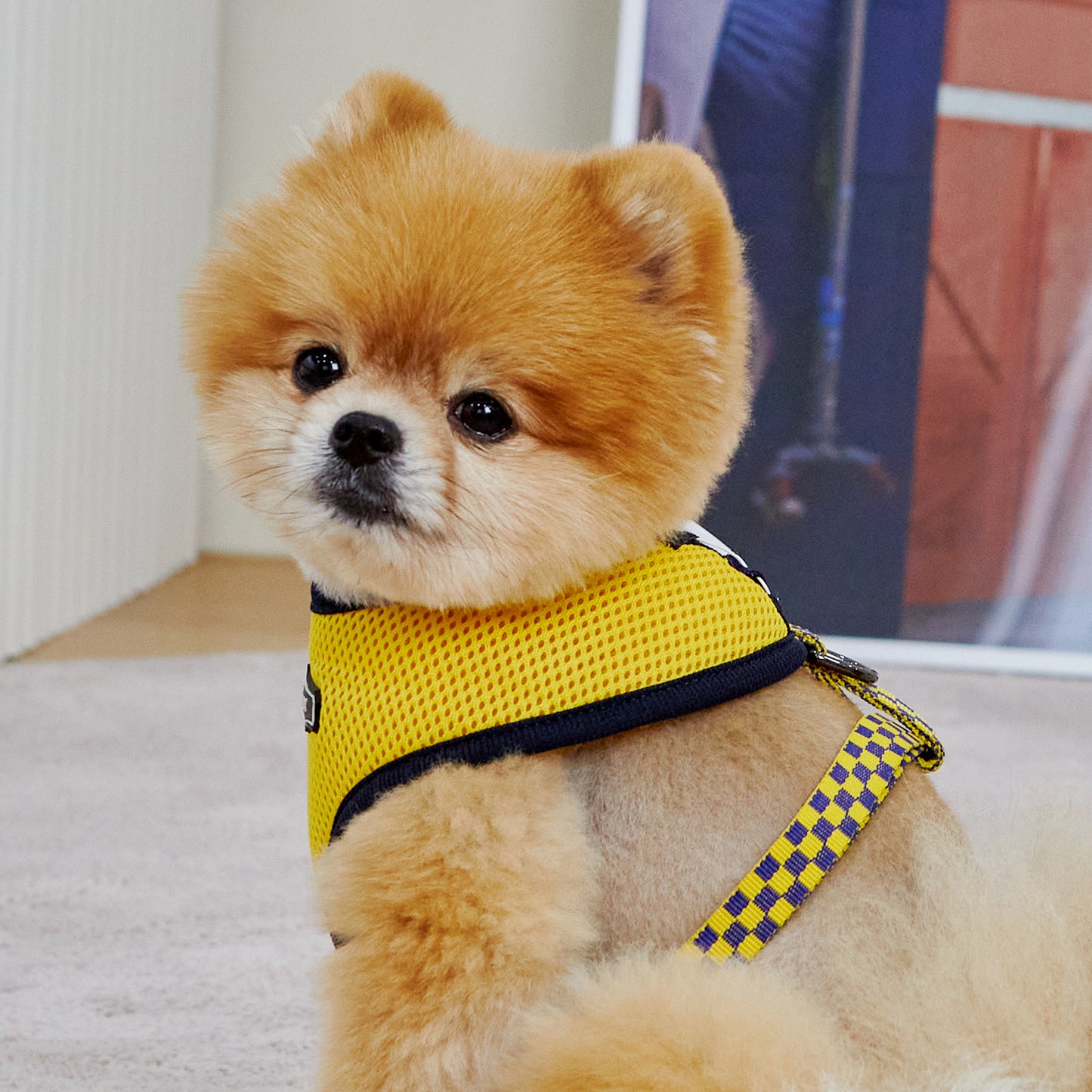 UNIQUE BOA HARNESS
