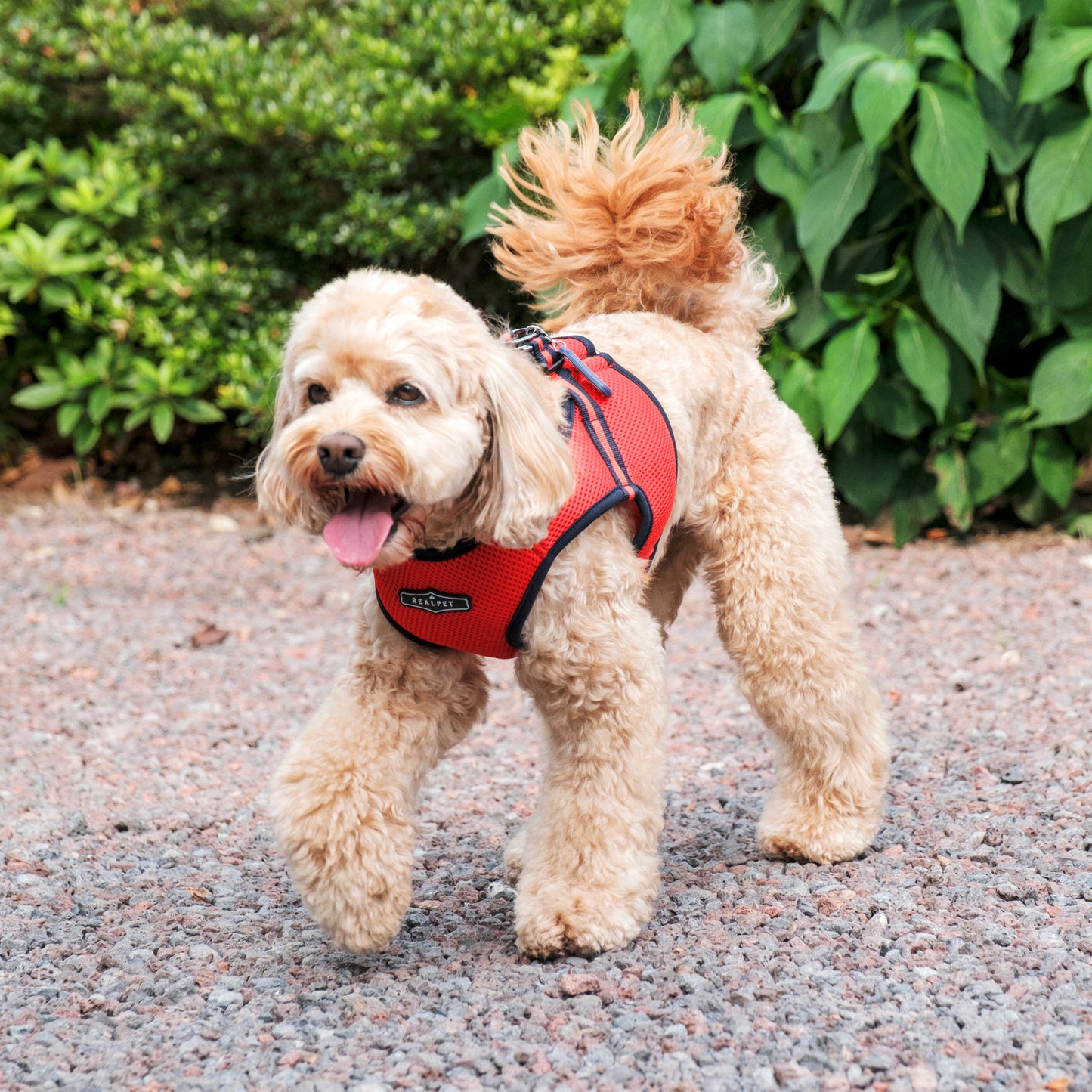 FREE SAFE HARNESS