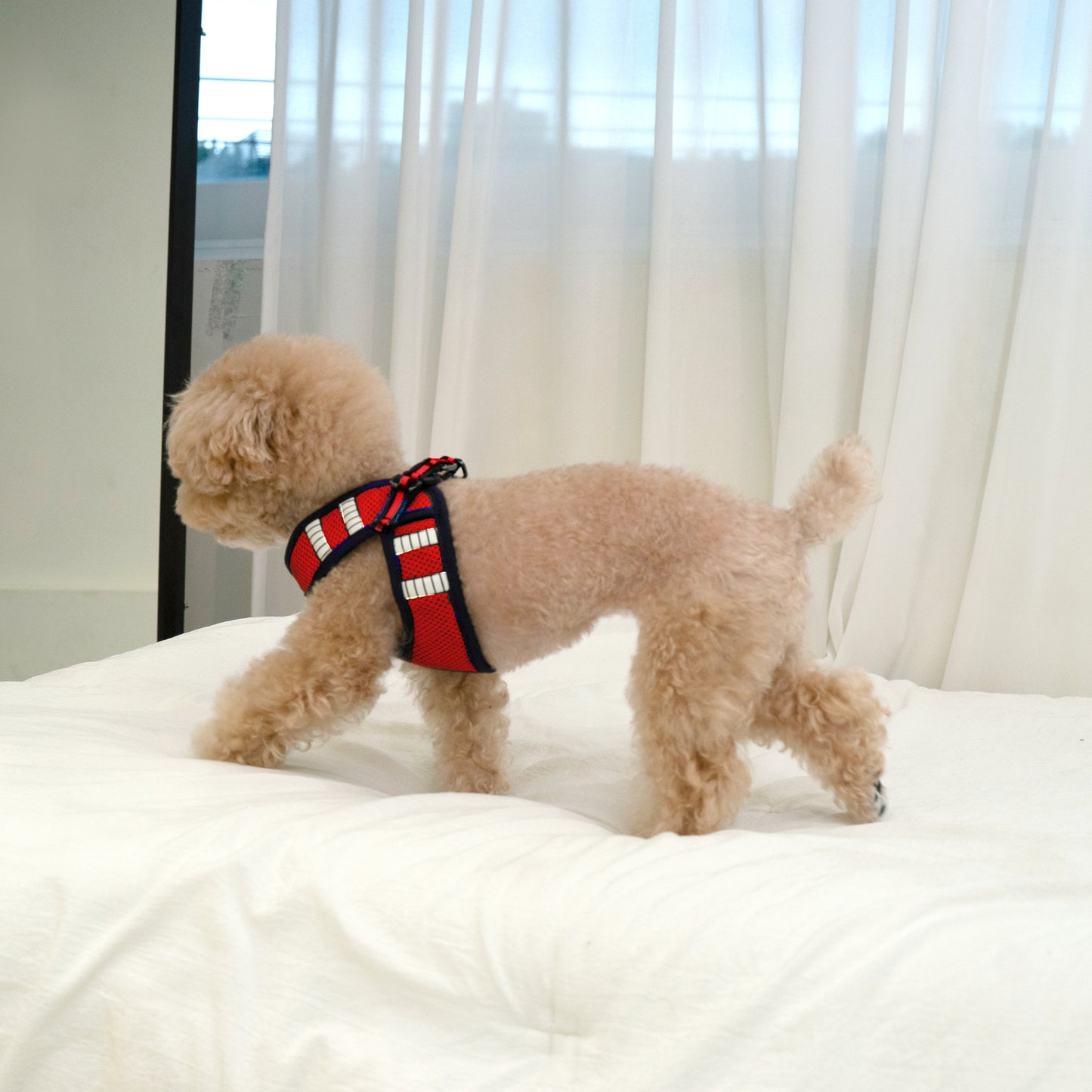 SAFE GLOW HARNESS