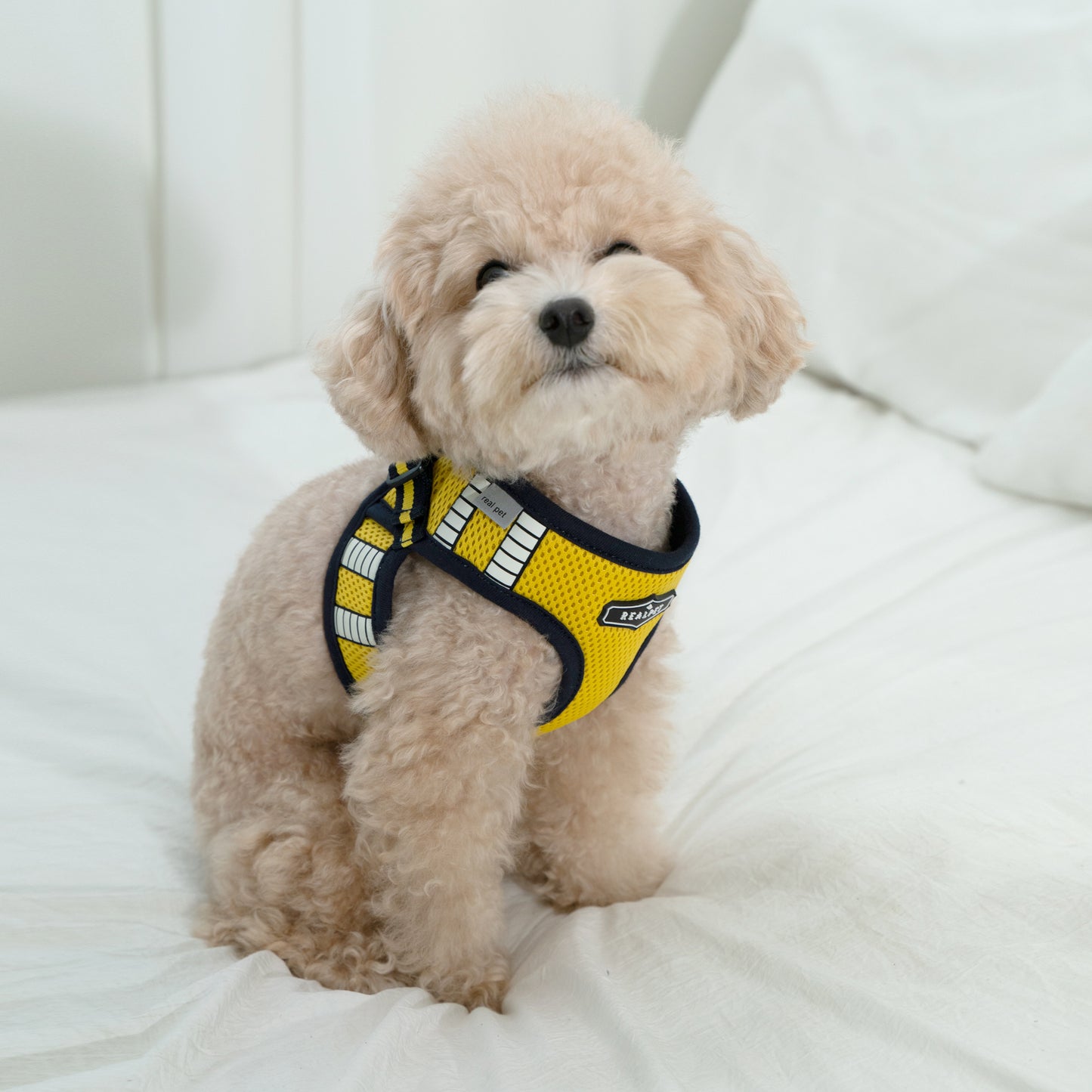 SAFE GLOW HARNESS