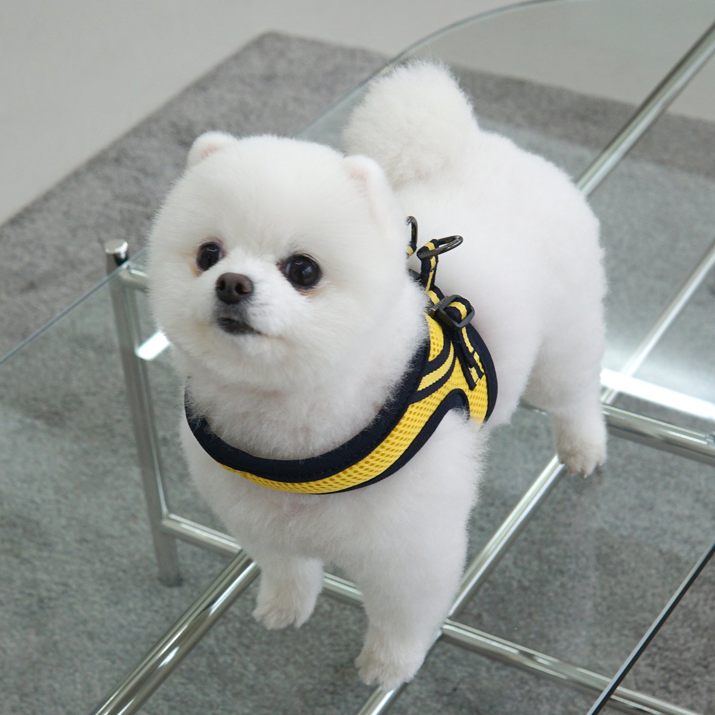 SIMPLY CONTROL HARNESS