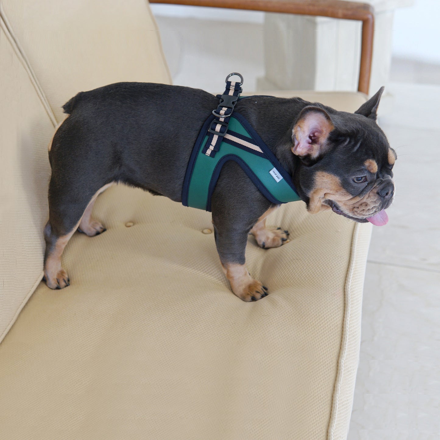 BOLD LEATHER HARNESS