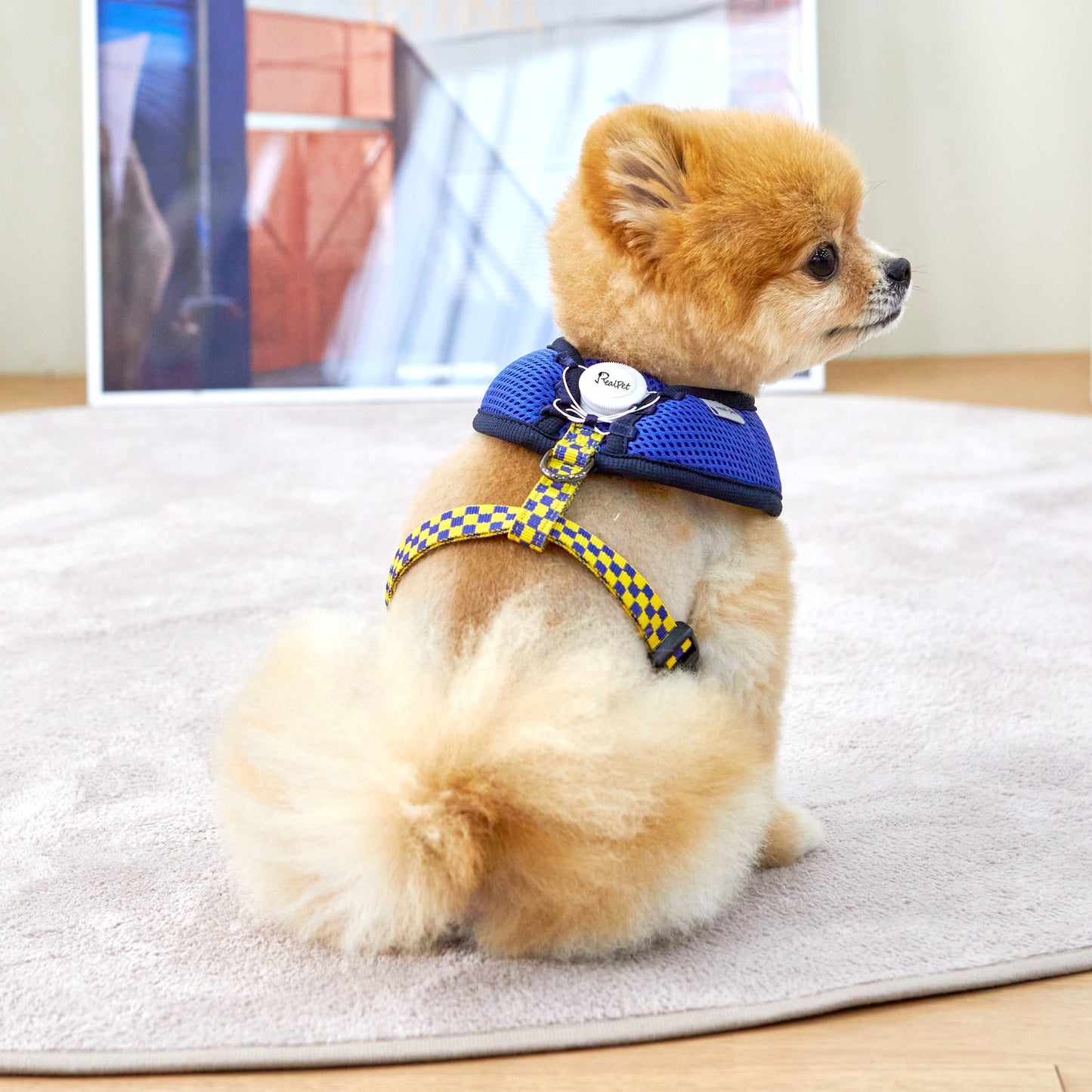 UNIQUE BOA HARNESS