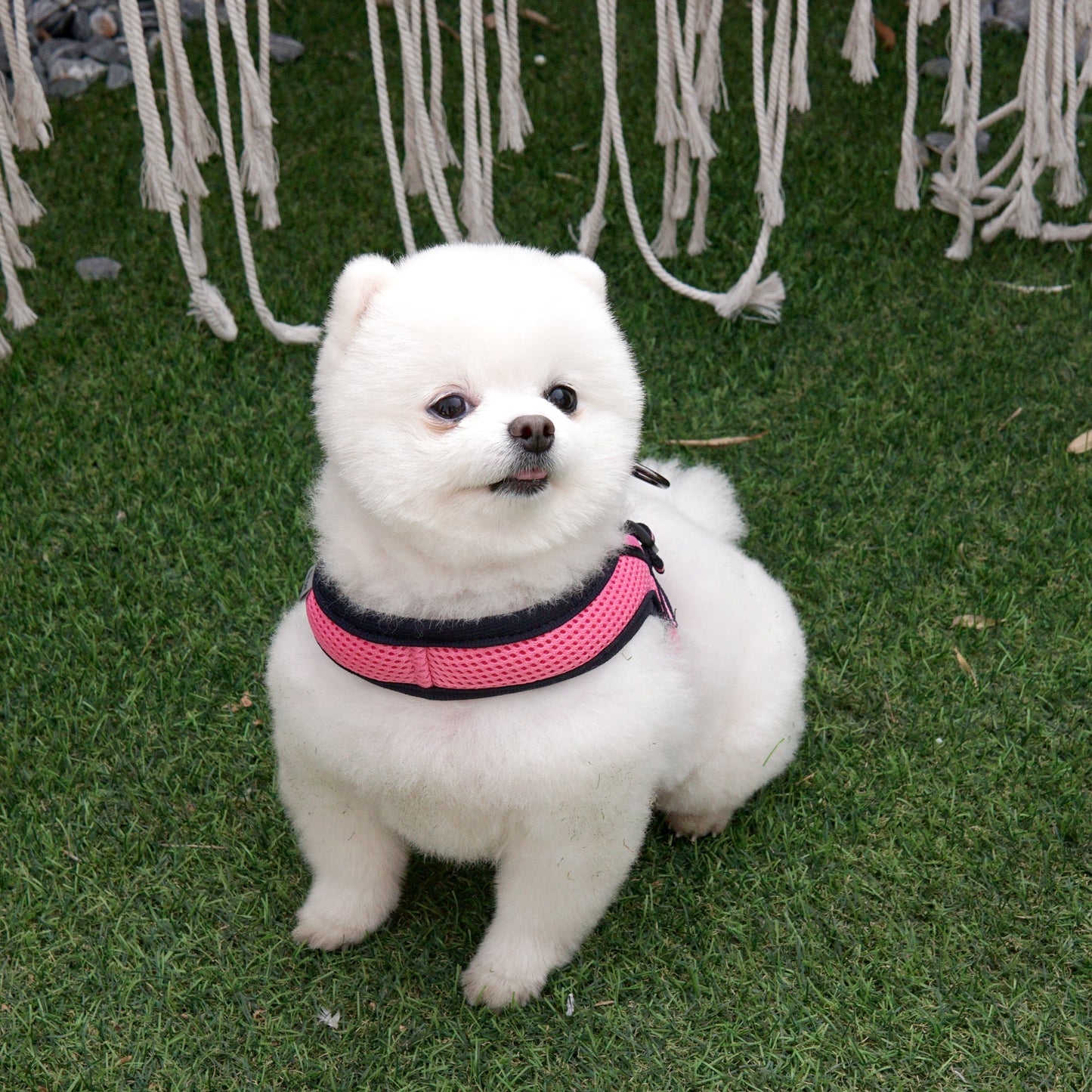 SIMPLY CONTROL HARNESS