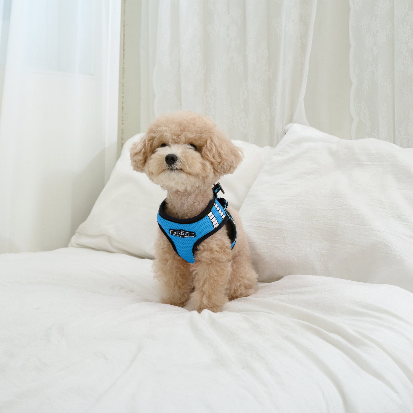 SAFE GLOW HARNESS
