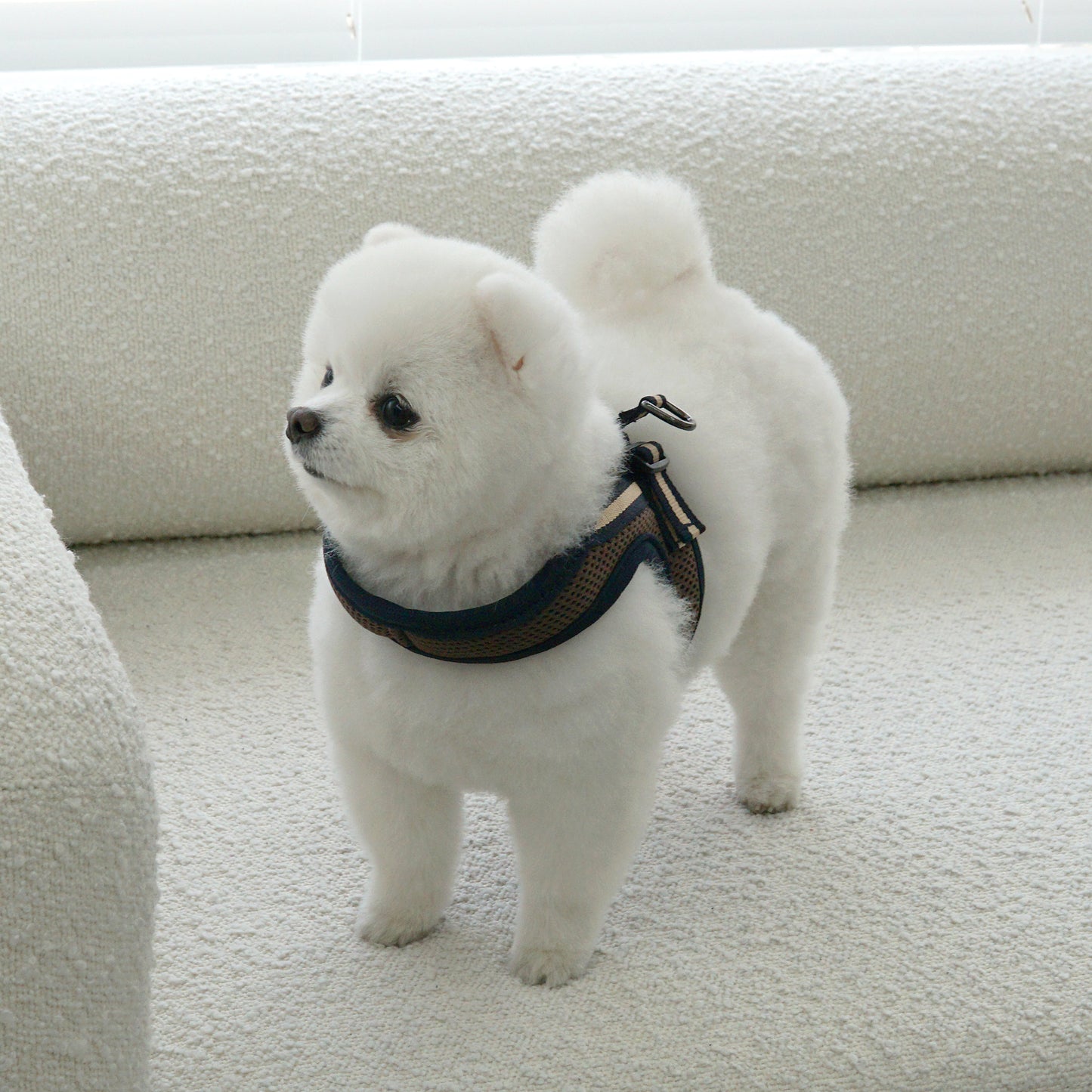 SIMPLY CONTROL HARNESS