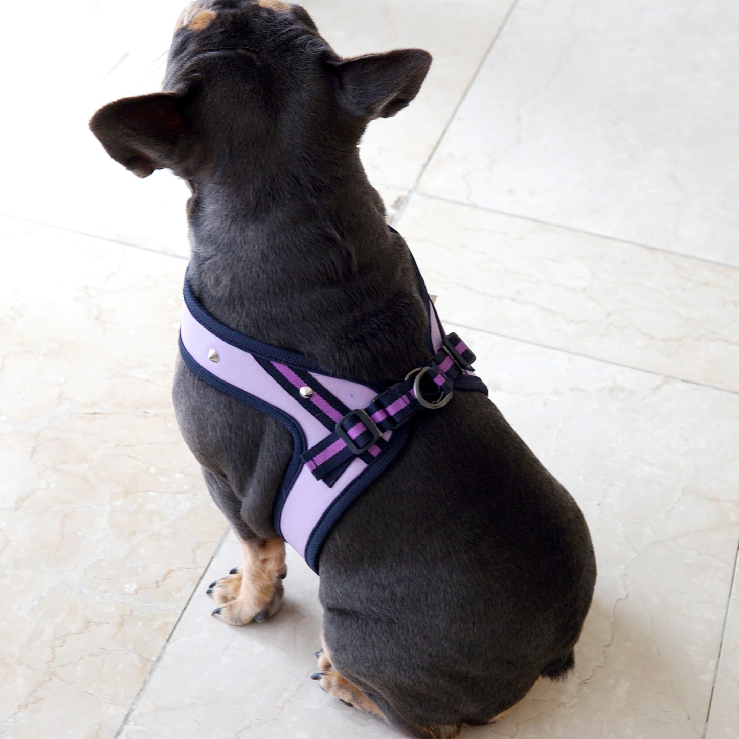 STUD HARNESS