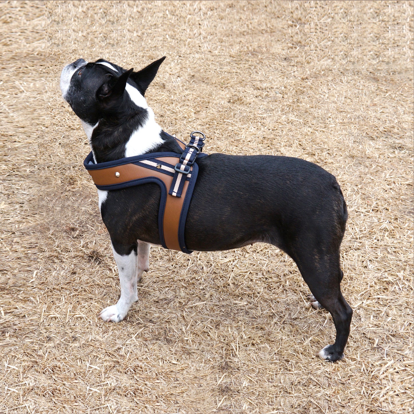 STUD HARNESS