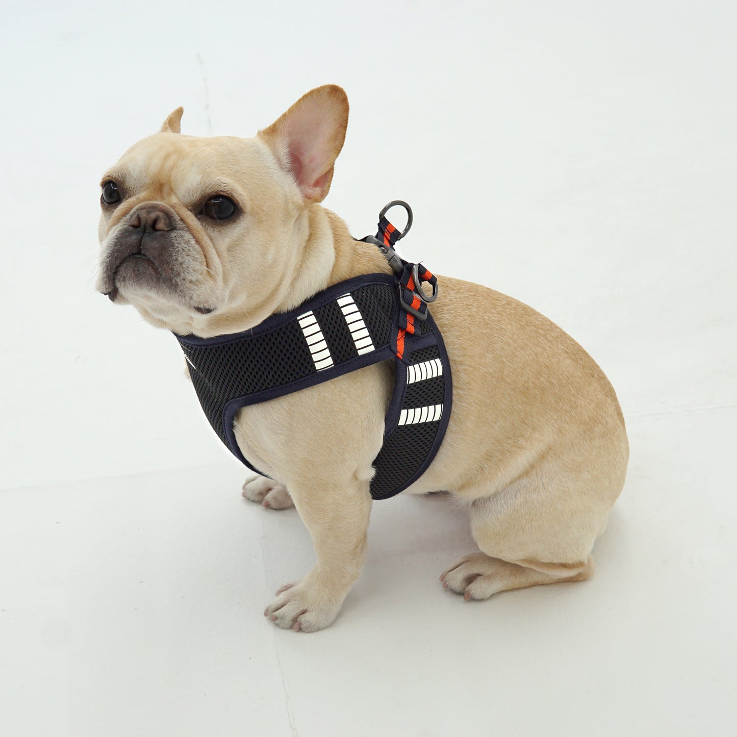 SAFE GLOW HARNESS