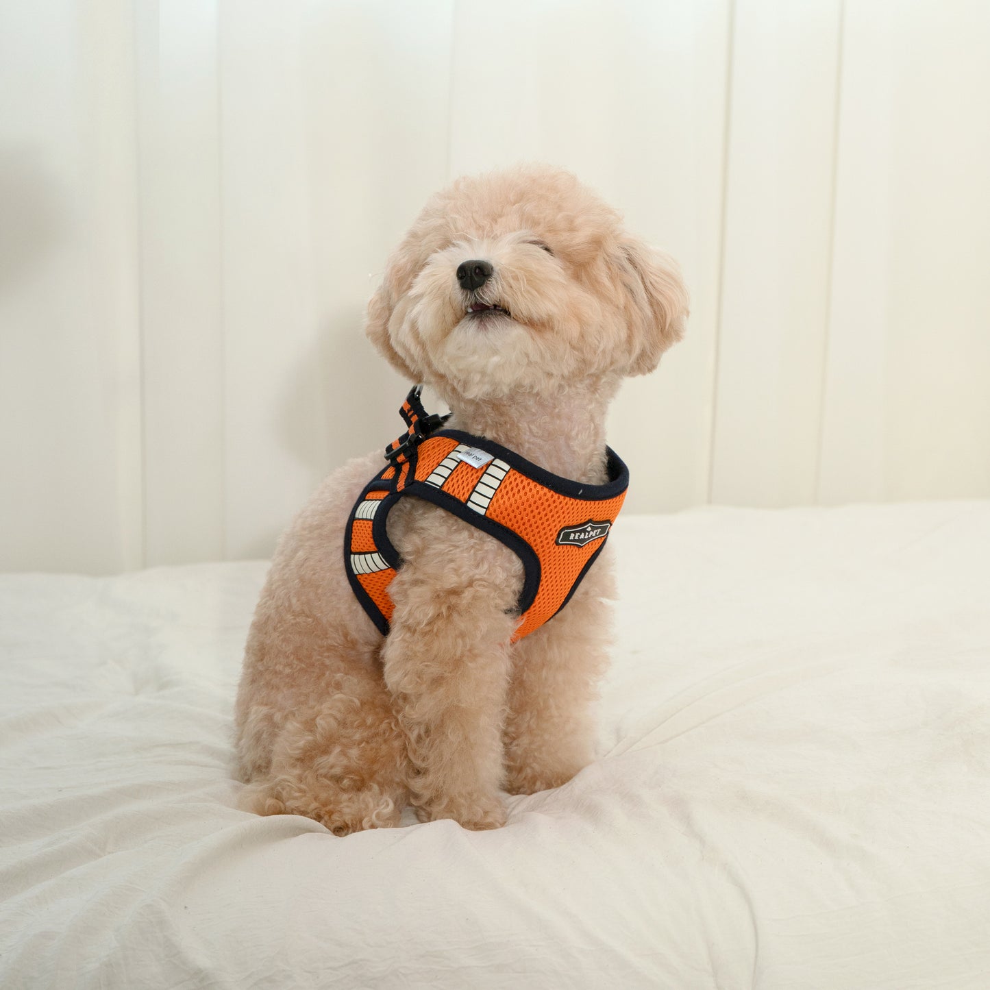 SAFE GLOW HARNESS