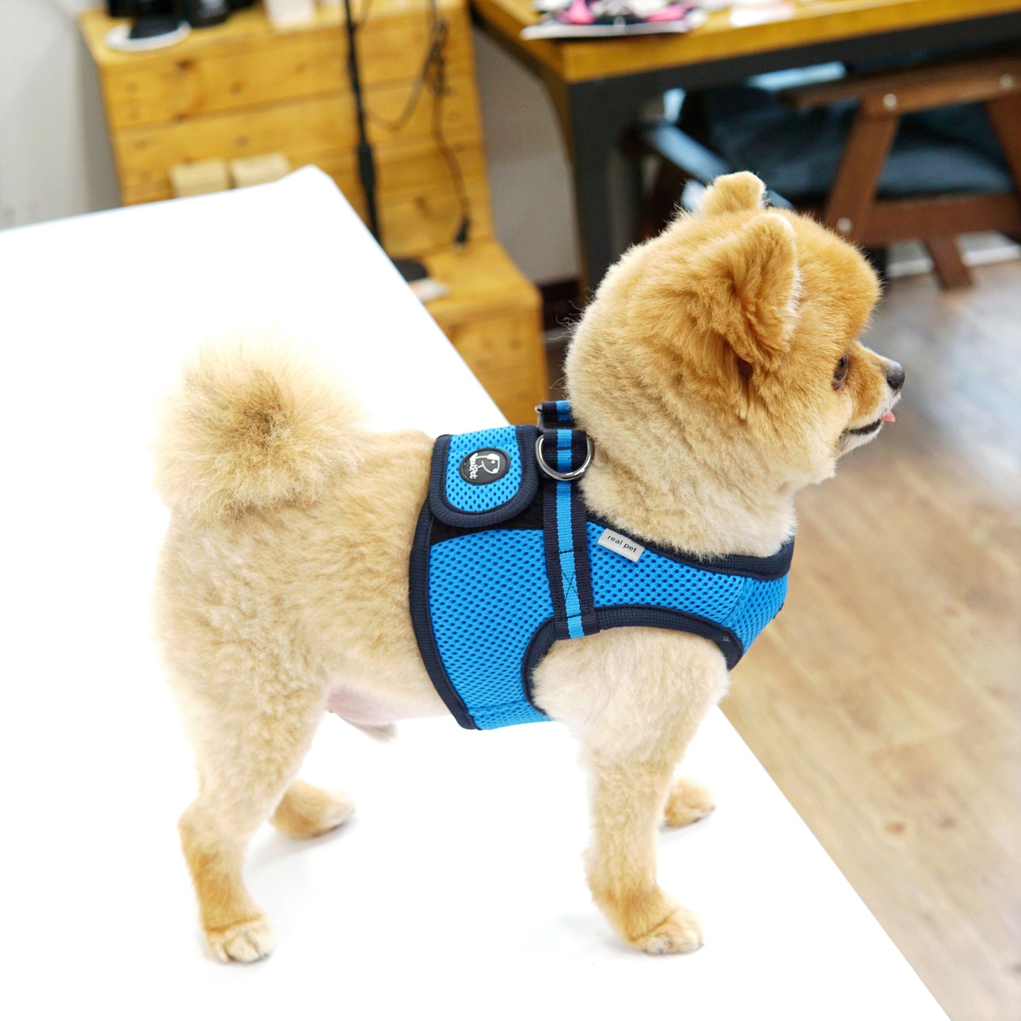 FREE SAFE HARNESS