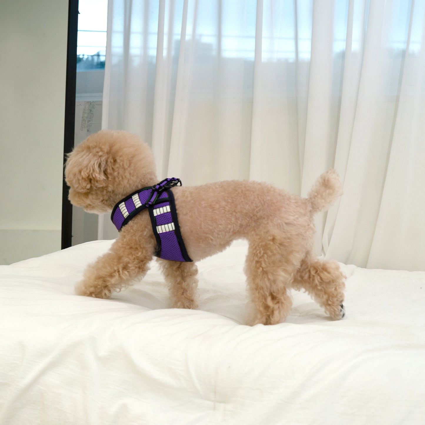 SAFE GLOW HARNESS