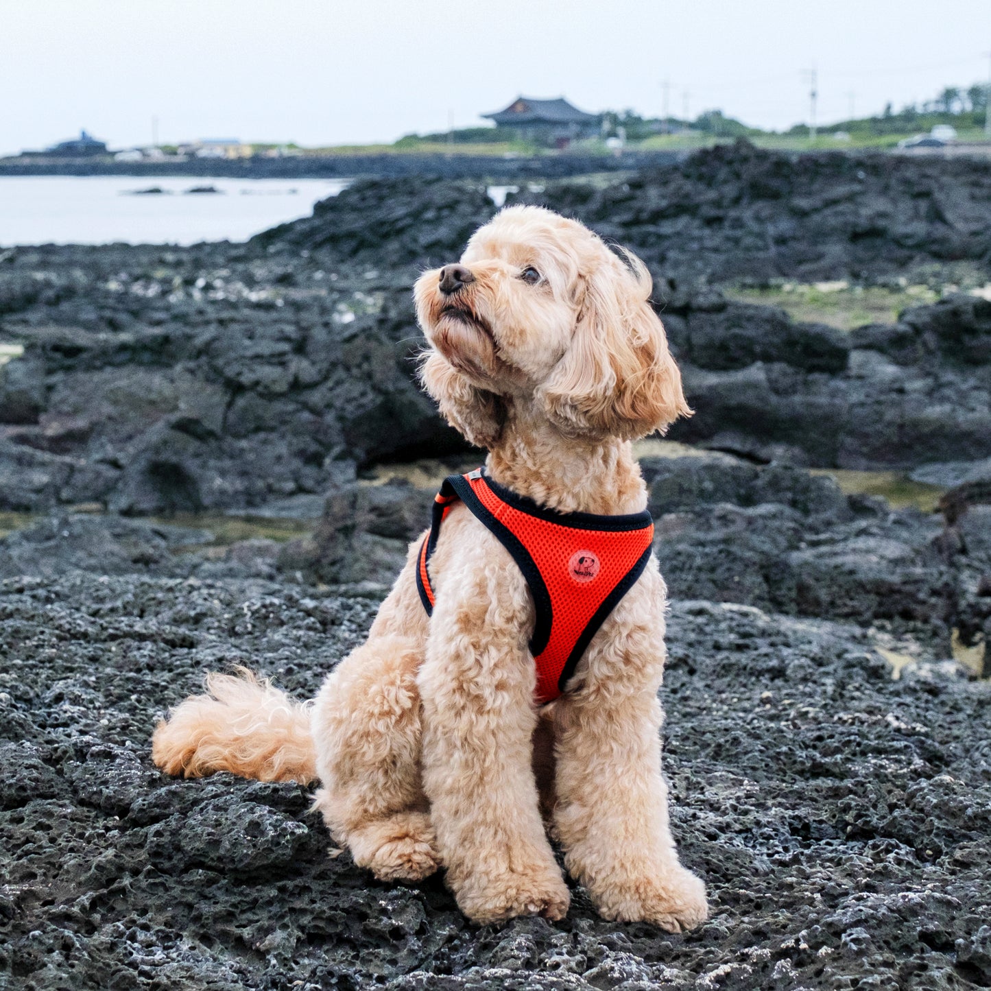 FOUR-SEASON SLIM VEST HARNESS(3L, 4L, 5L, 6L)