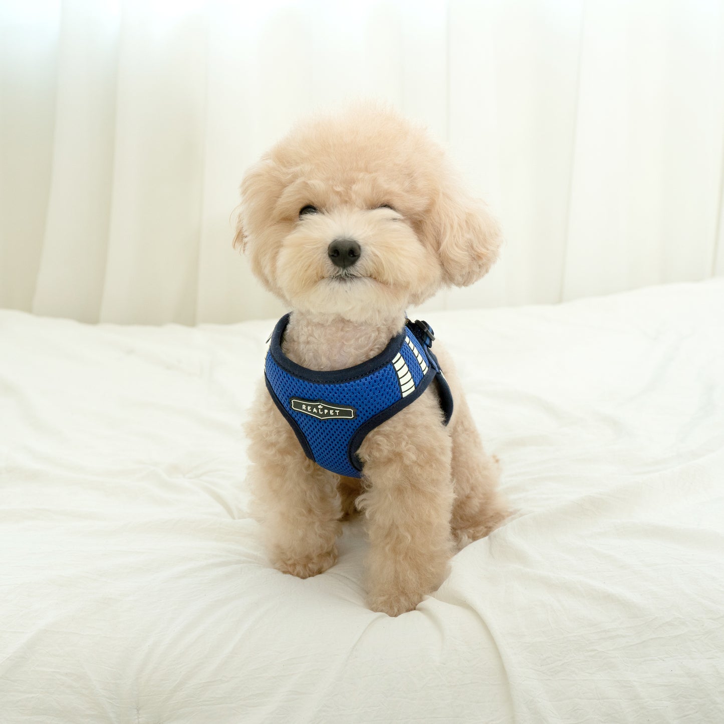 SAFE GLOW HARNESS