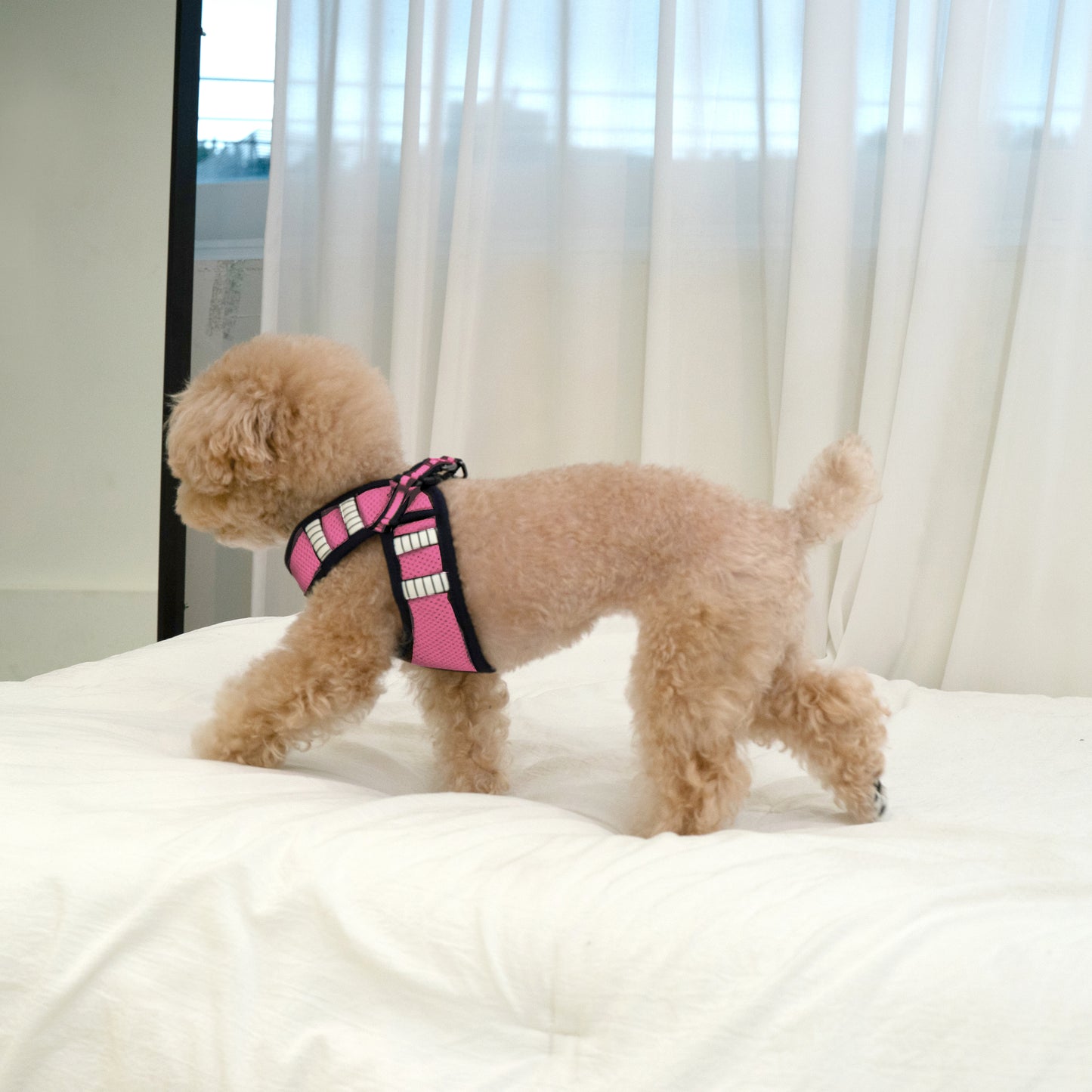 SAFE GLOW HARNESS