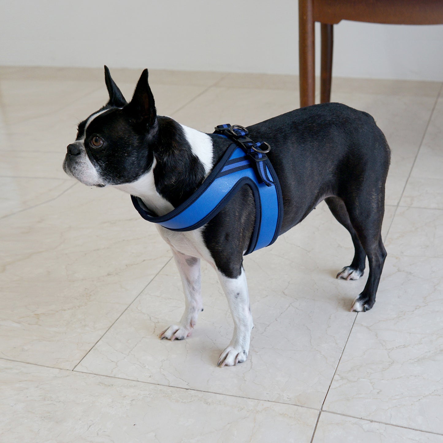 BOLD LEATHER HARNESS