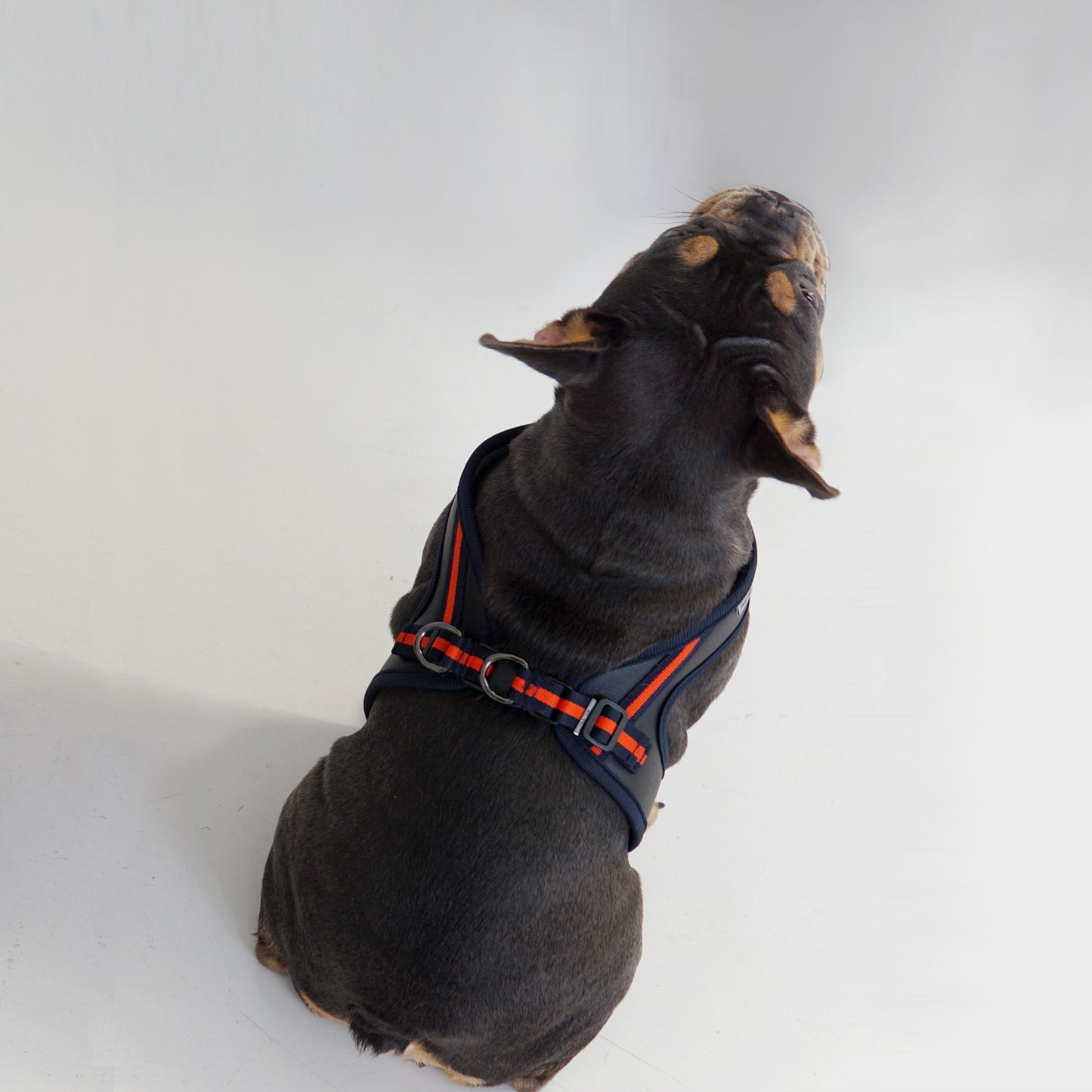 BOLD LEATHER HARNESS