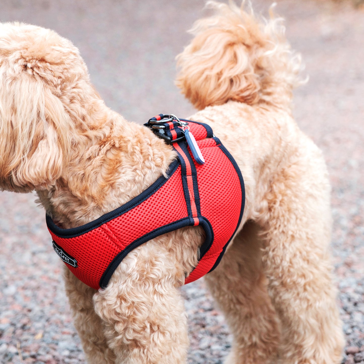 FREE SAFE HARNESS