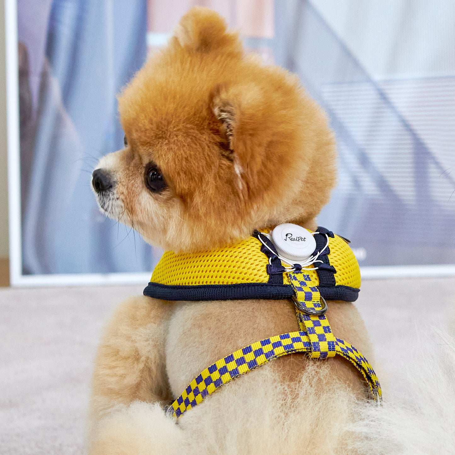 UNIQUE BOA HARNESS