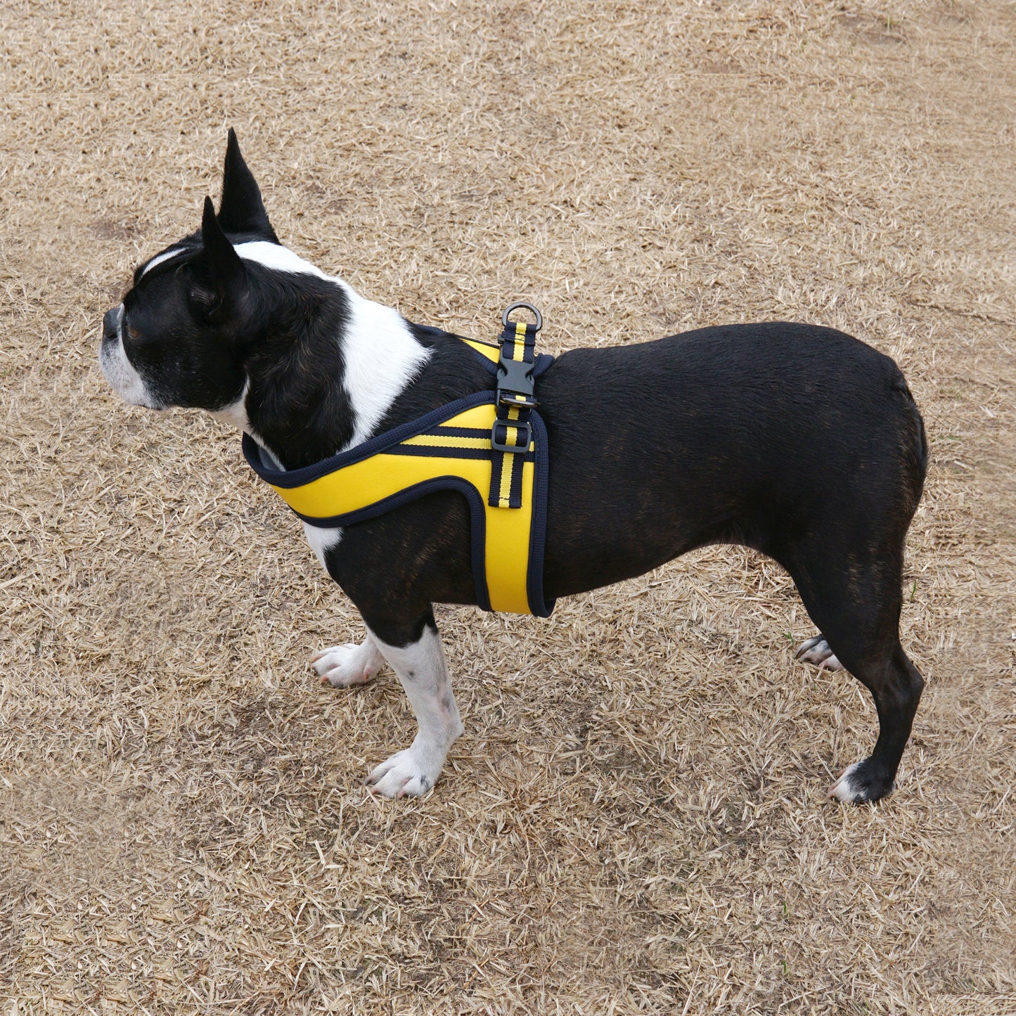 BOLD LEATHER HARNESS